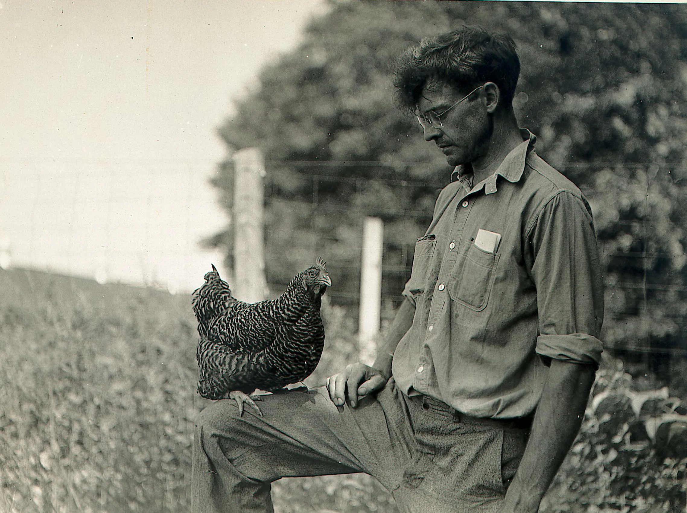  Saline Valley Farms. ca 1940.&nbsp;Courtesy of the&nbsp;Bentley Historical Library, University of Michigan. 