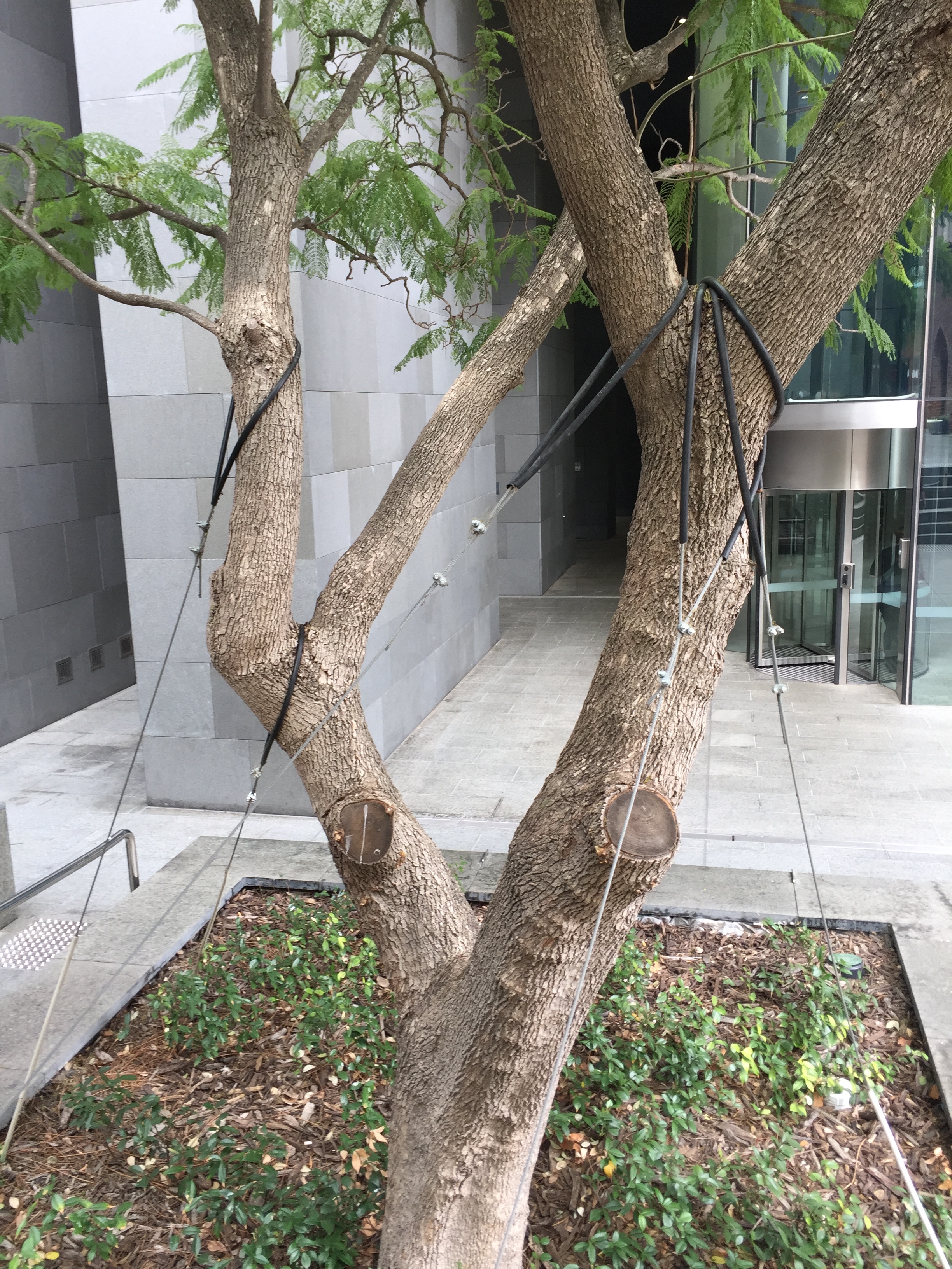 A Jacaranda mimosifolia in 'bondage' at the base of the supreme court.