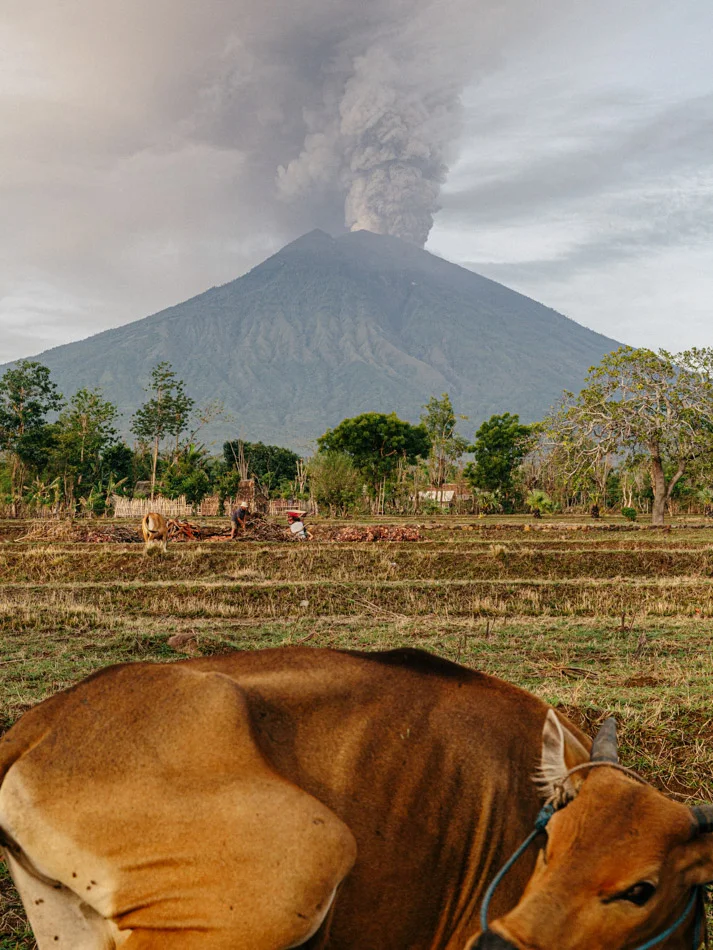 Cattle grazing as mount Agung erupts at Datah Village. On December 2017 Mount Agung in Bali erupted, it lasted for a week and bringing 141,072 people evacuated to the safe place.
