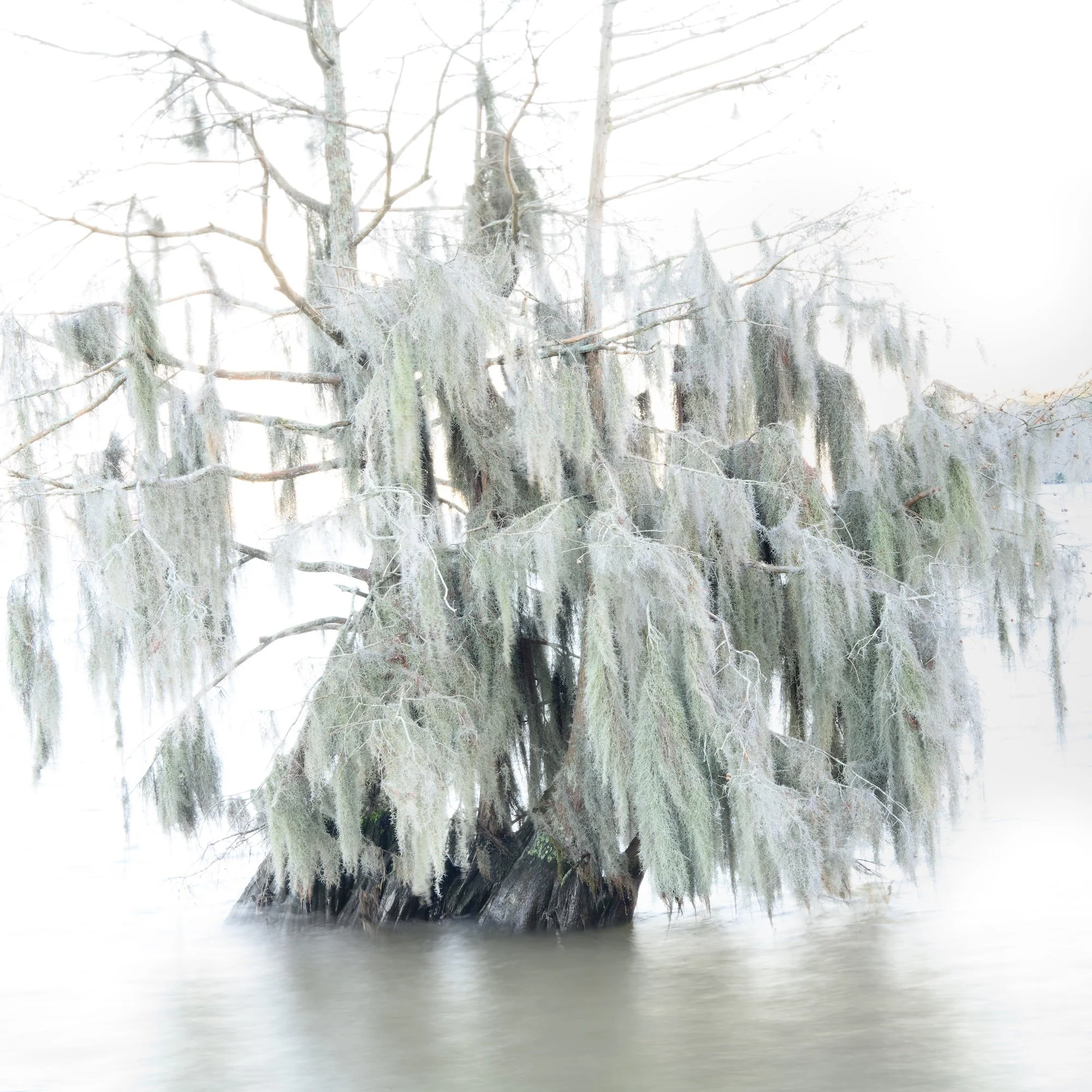 AHFA Lone Cypress2, Lake Marion.jpg
