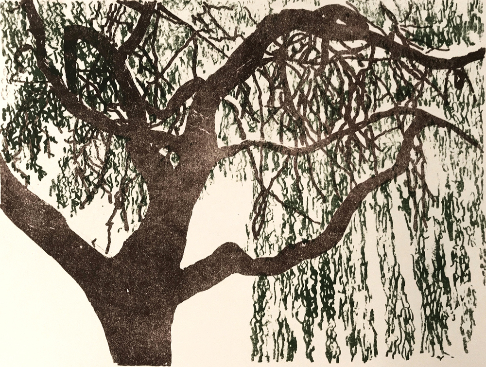 Willow Tree Vancouver Canada