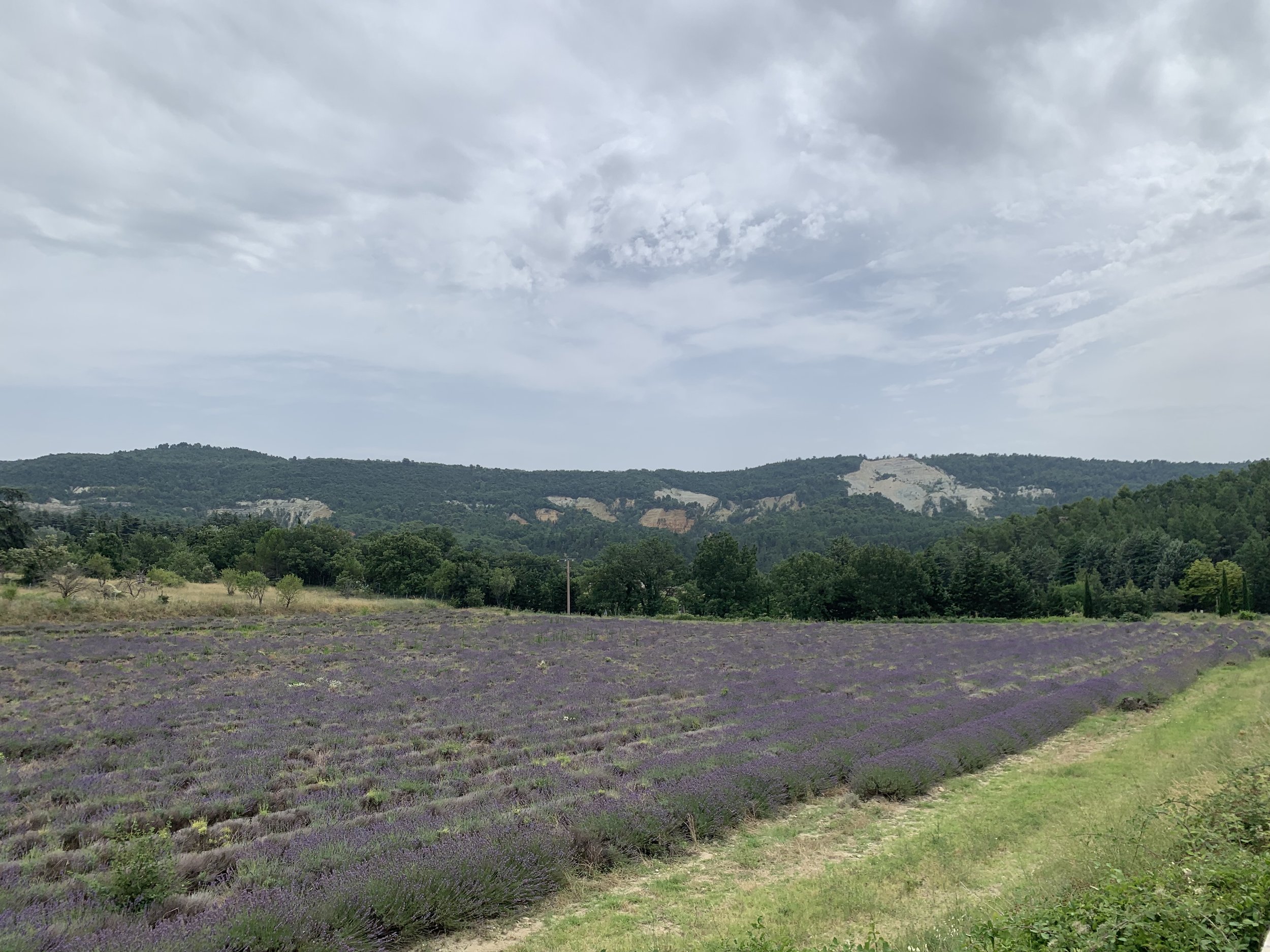 lavender field.jpg