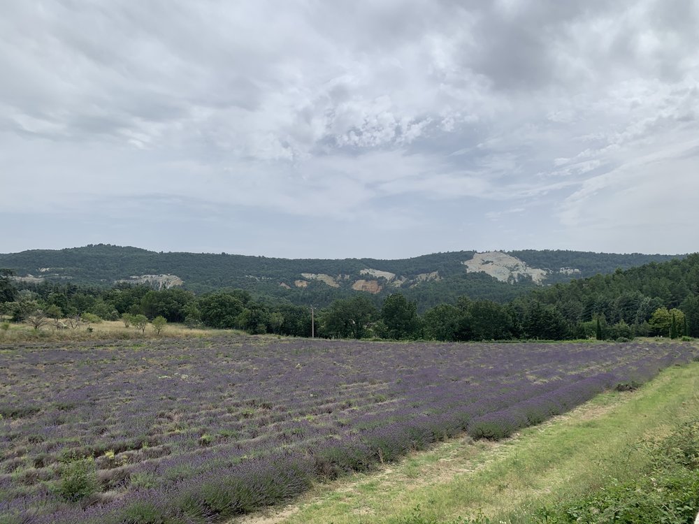 lavender field.jpg