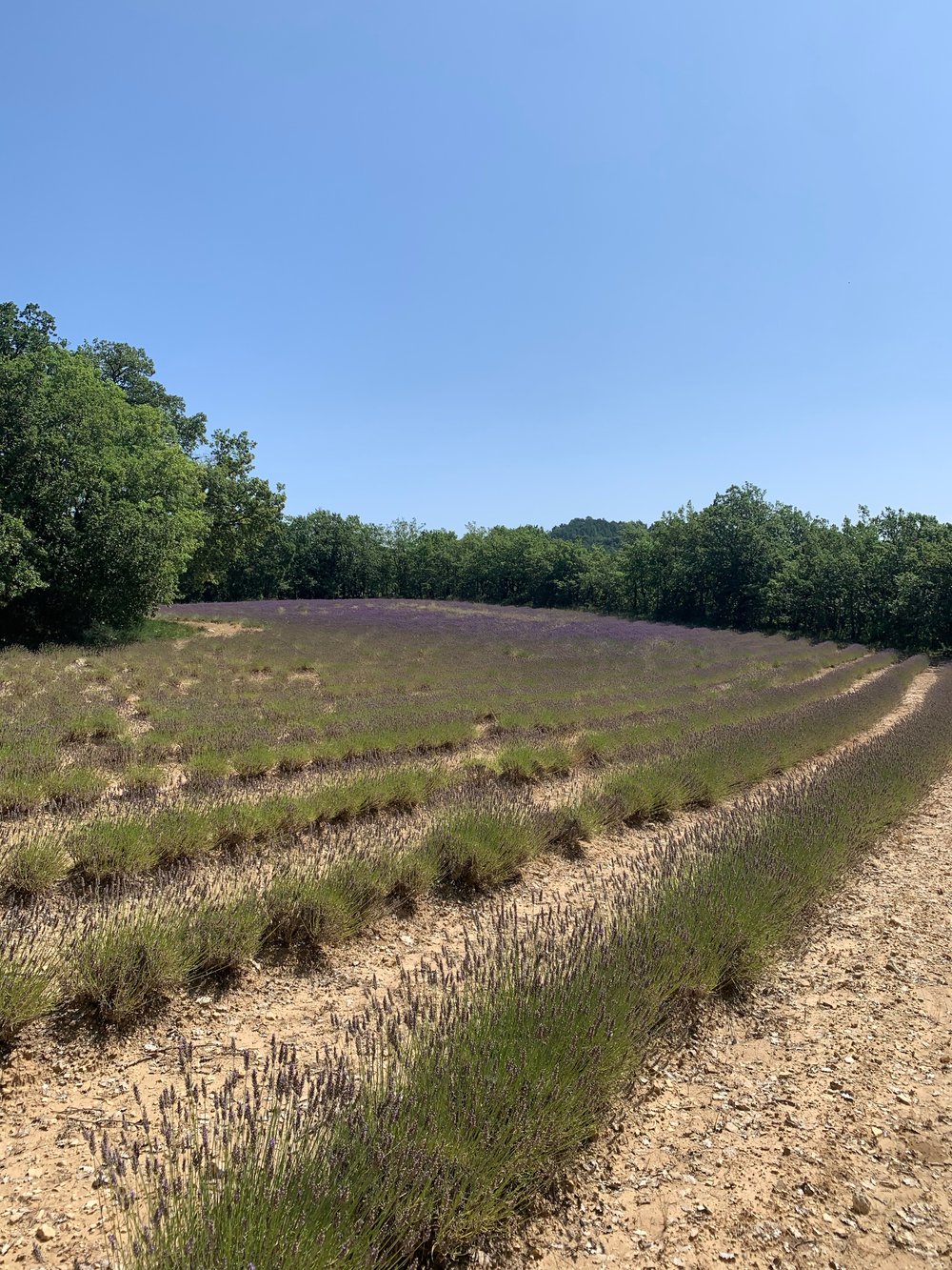 lavender field(1).jpg