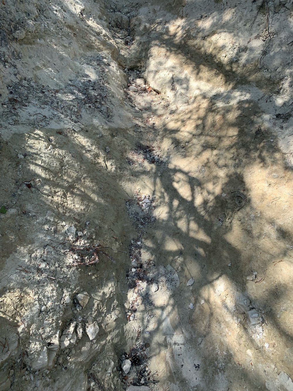 tree shadows at ochre quarry.jpg