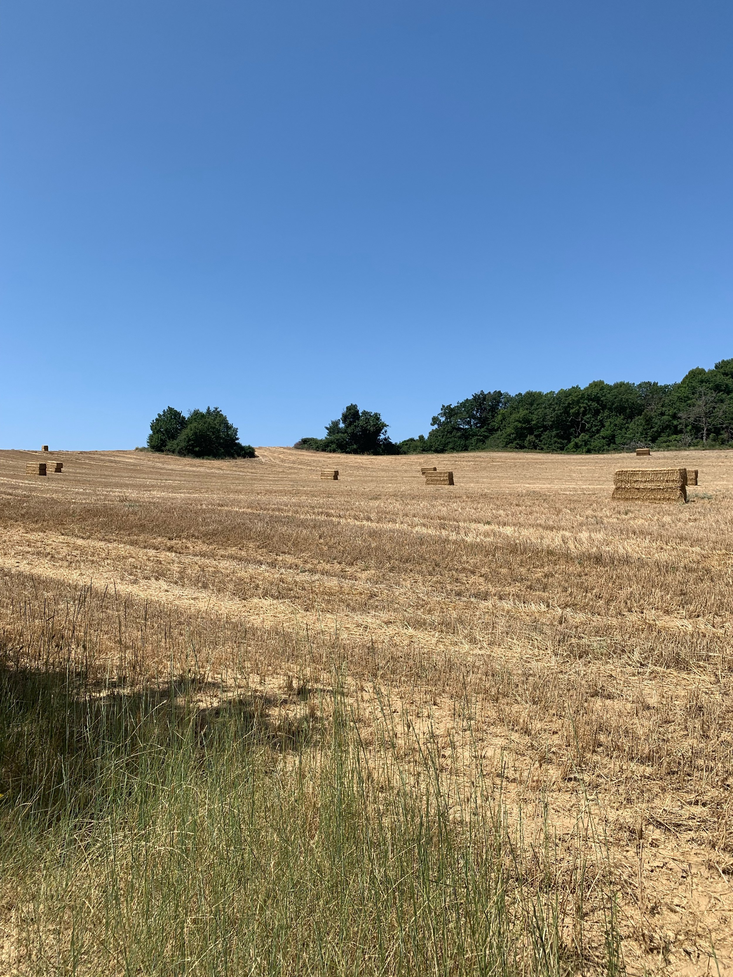 wheat fields.jpg