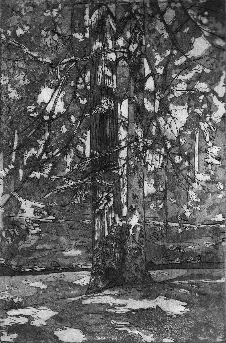 Tulip and Beech Trees II