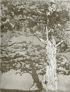 Old Maple I