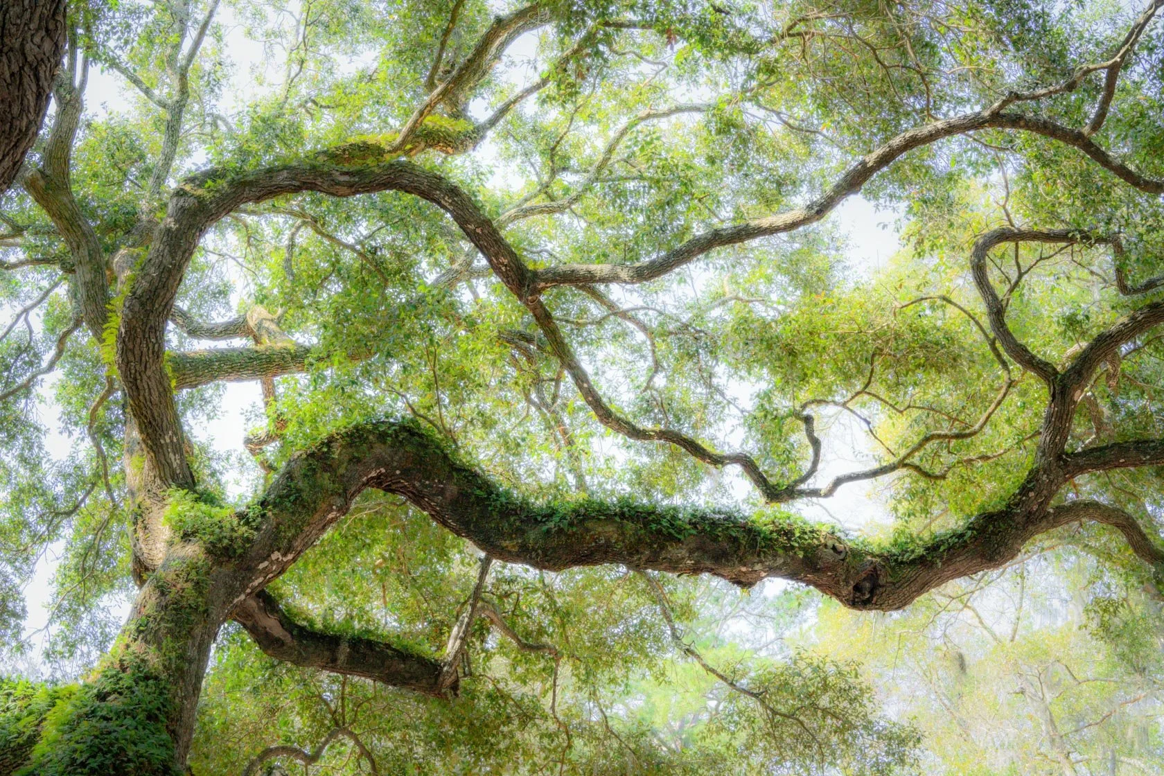 Anice Hoachlander: Nature As Architect