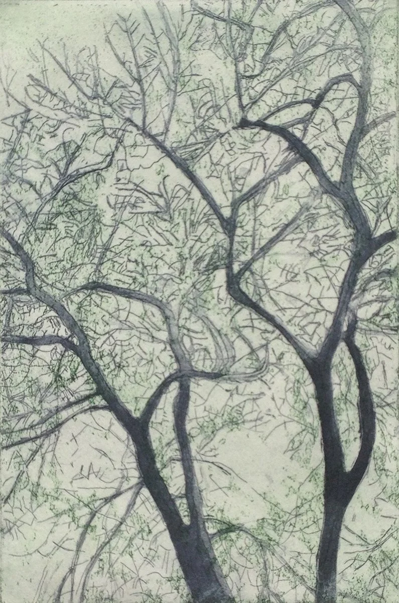 American elm II--(lighter version) 4 inches Mary D. Ott.jpg