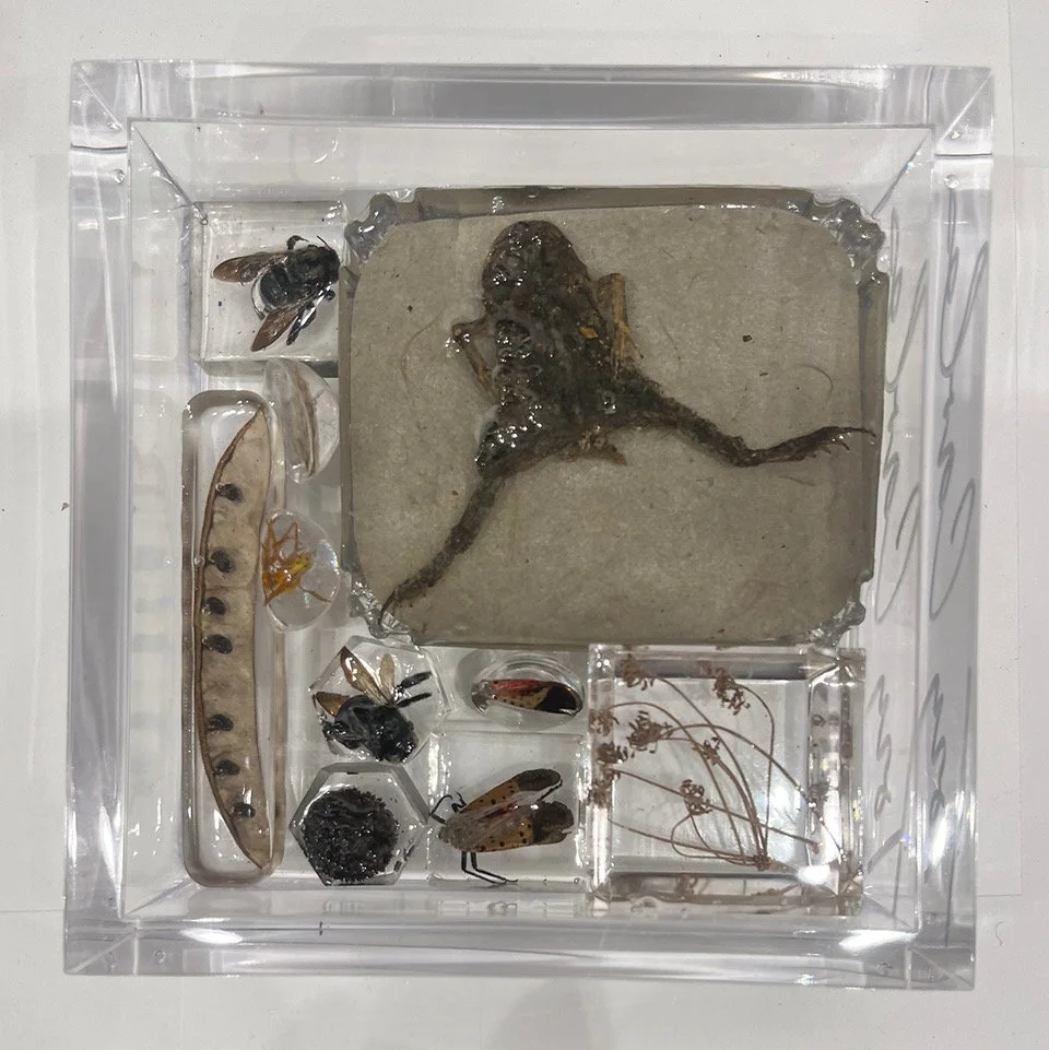 Splayed frog box 200p.jpeg