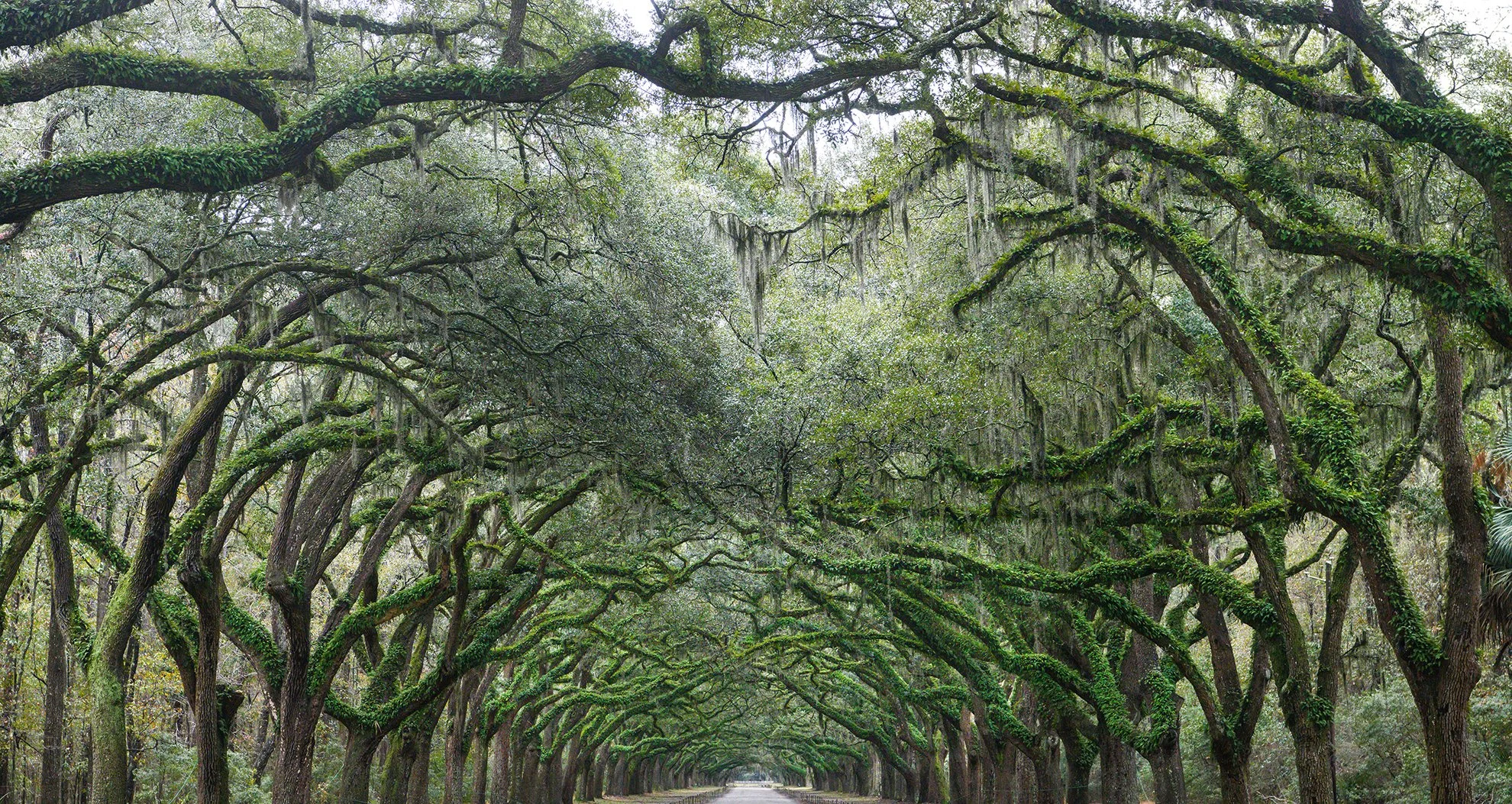 AHFA_Allee of Live Oaks, Wormsloe Anice Hoachlander.jpg