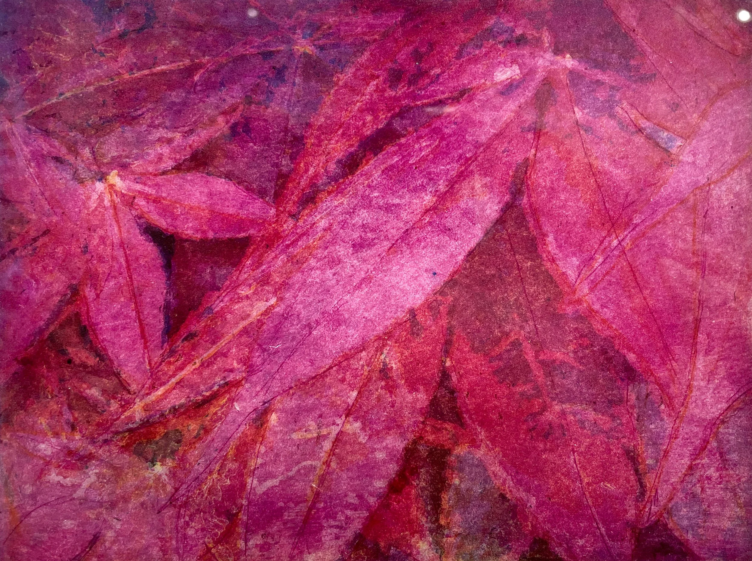Japanese Maple Leaves III.jpg