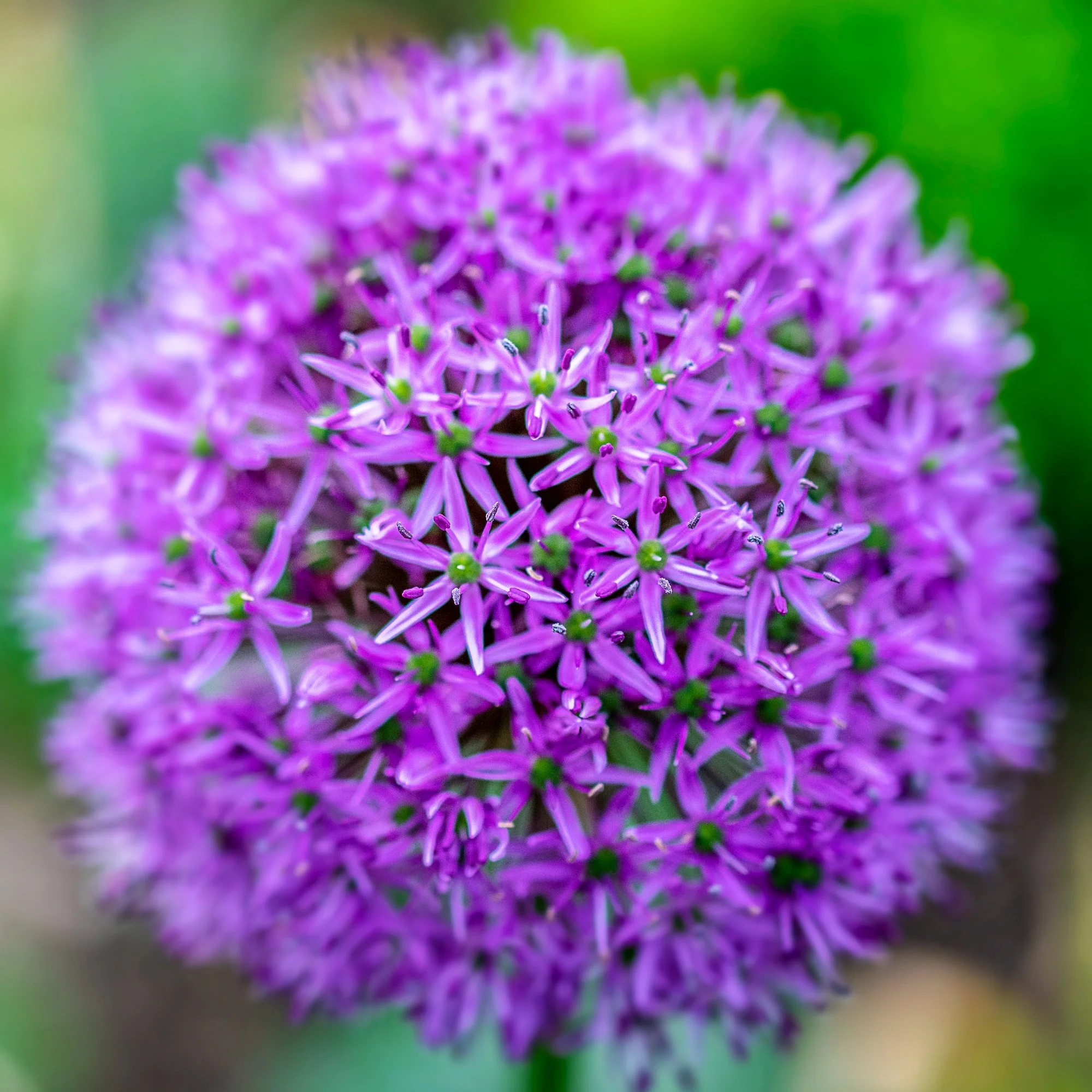 AHFA Purple Allium.jpg