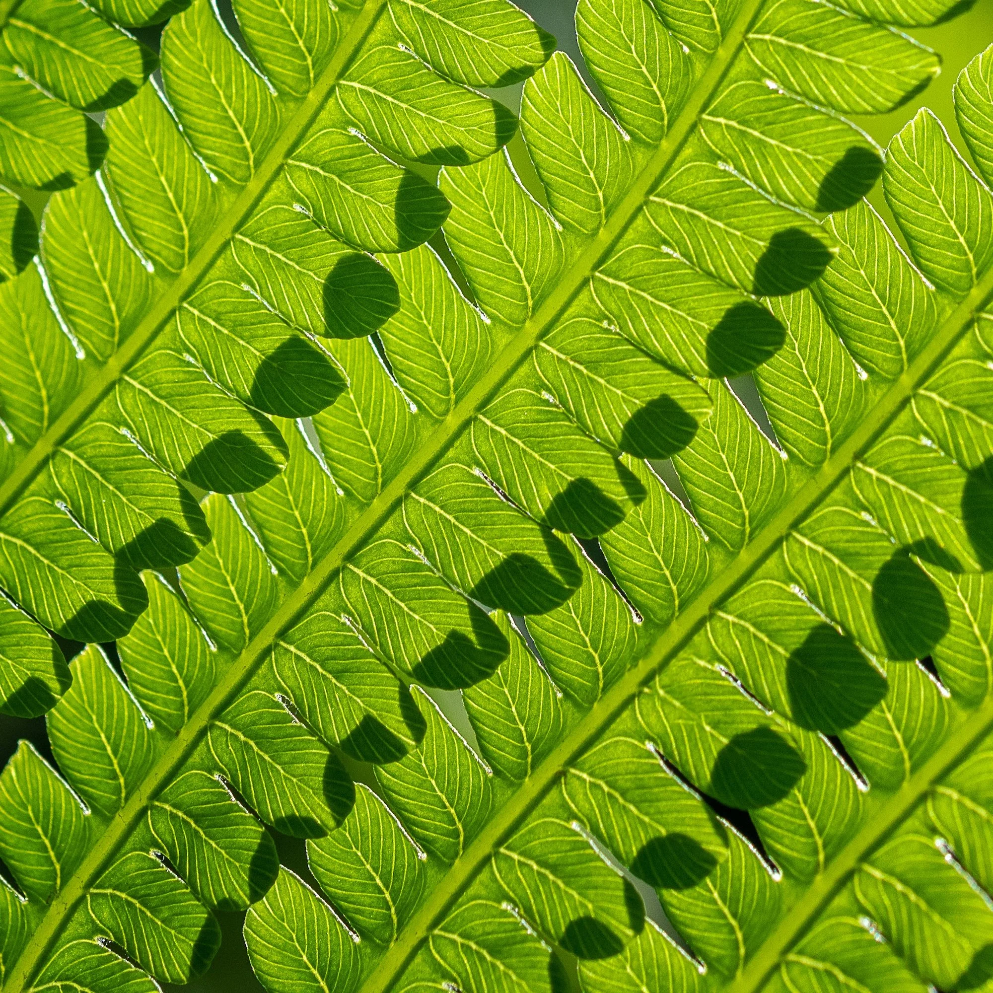 AHFA Fern Detail.jpg