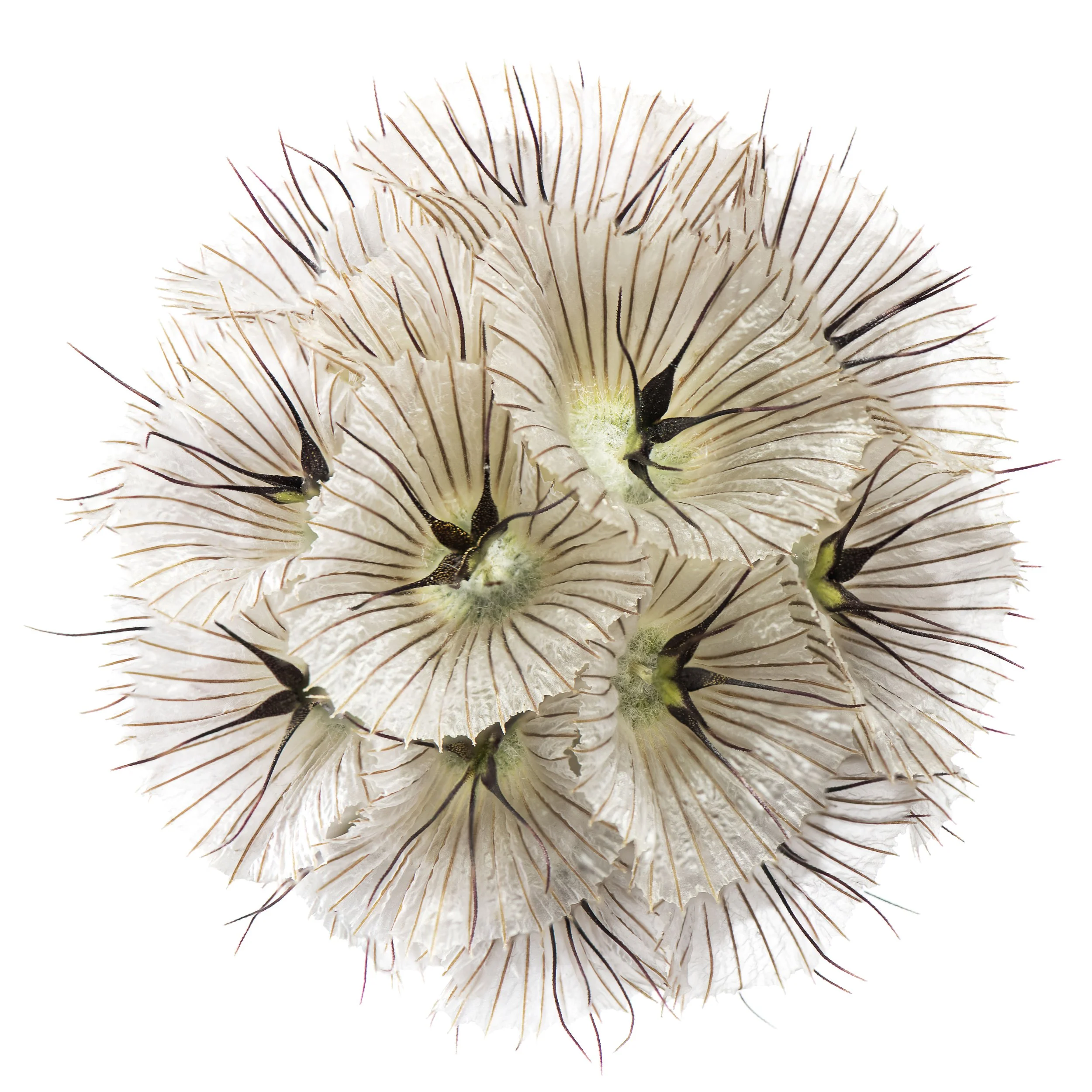 Anice Hoachlander Scabiosa small.jpg