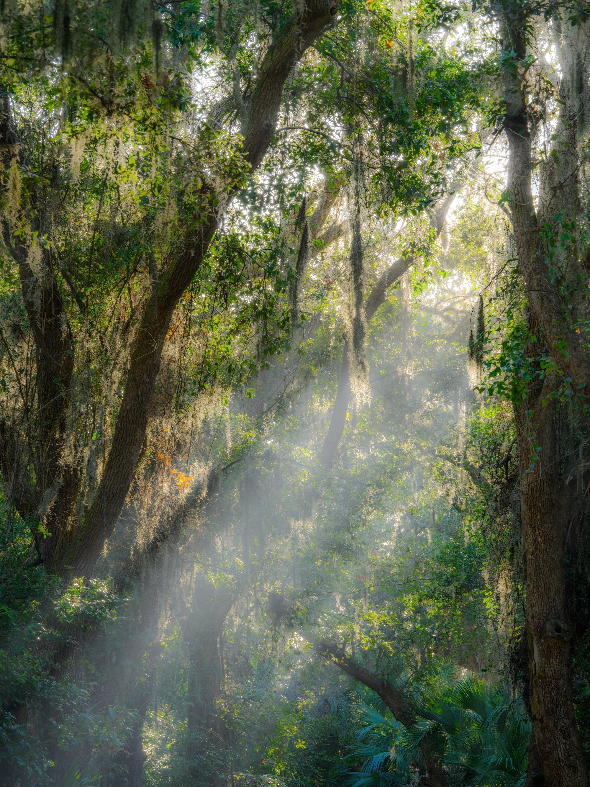 AHFA Misty Morning, Edisto Beach.jpg