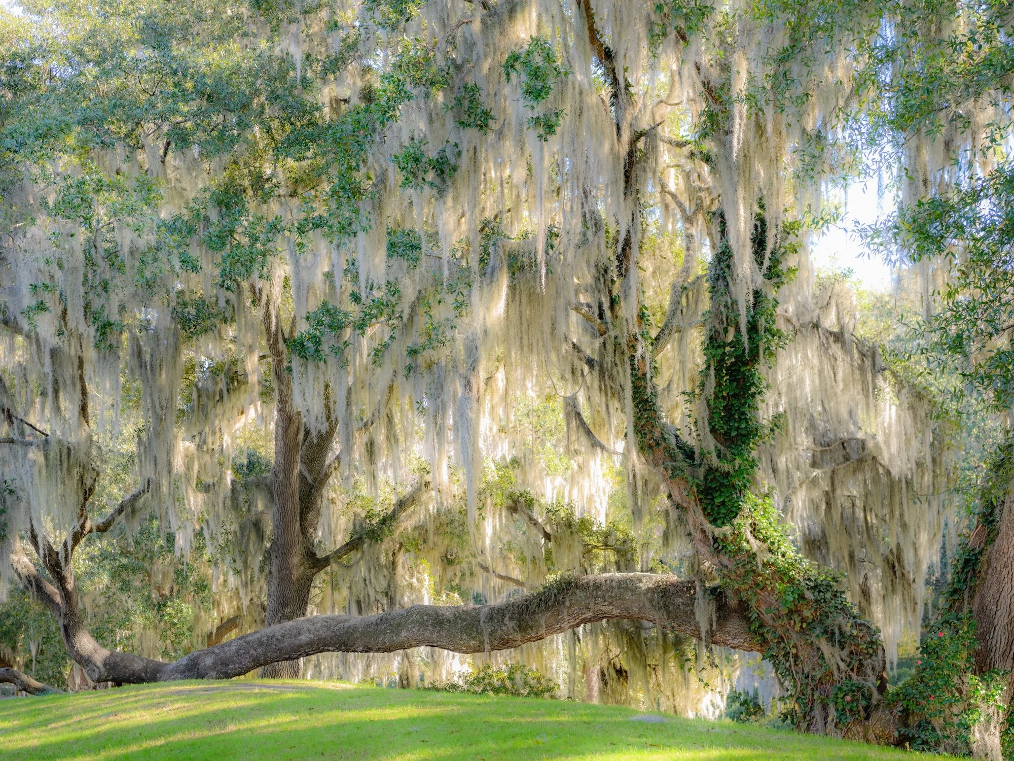 AHFA_Ancient Live Oak, Middleton Gardens.jpg