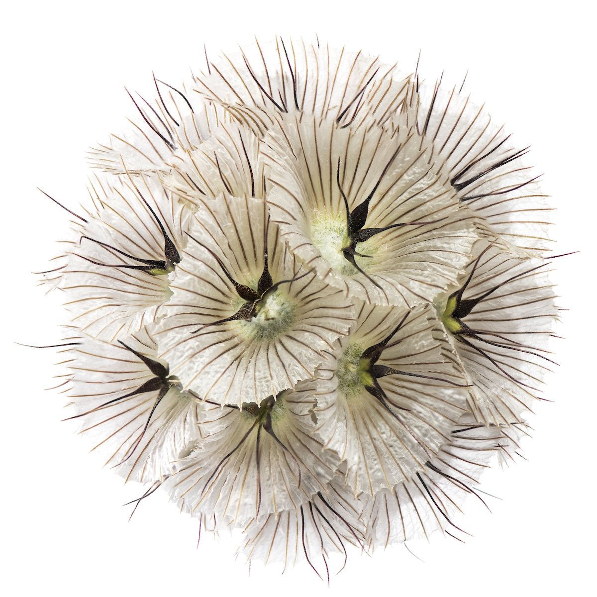Square Anice Rool Anice Hoachlander — Touchstone Gallery