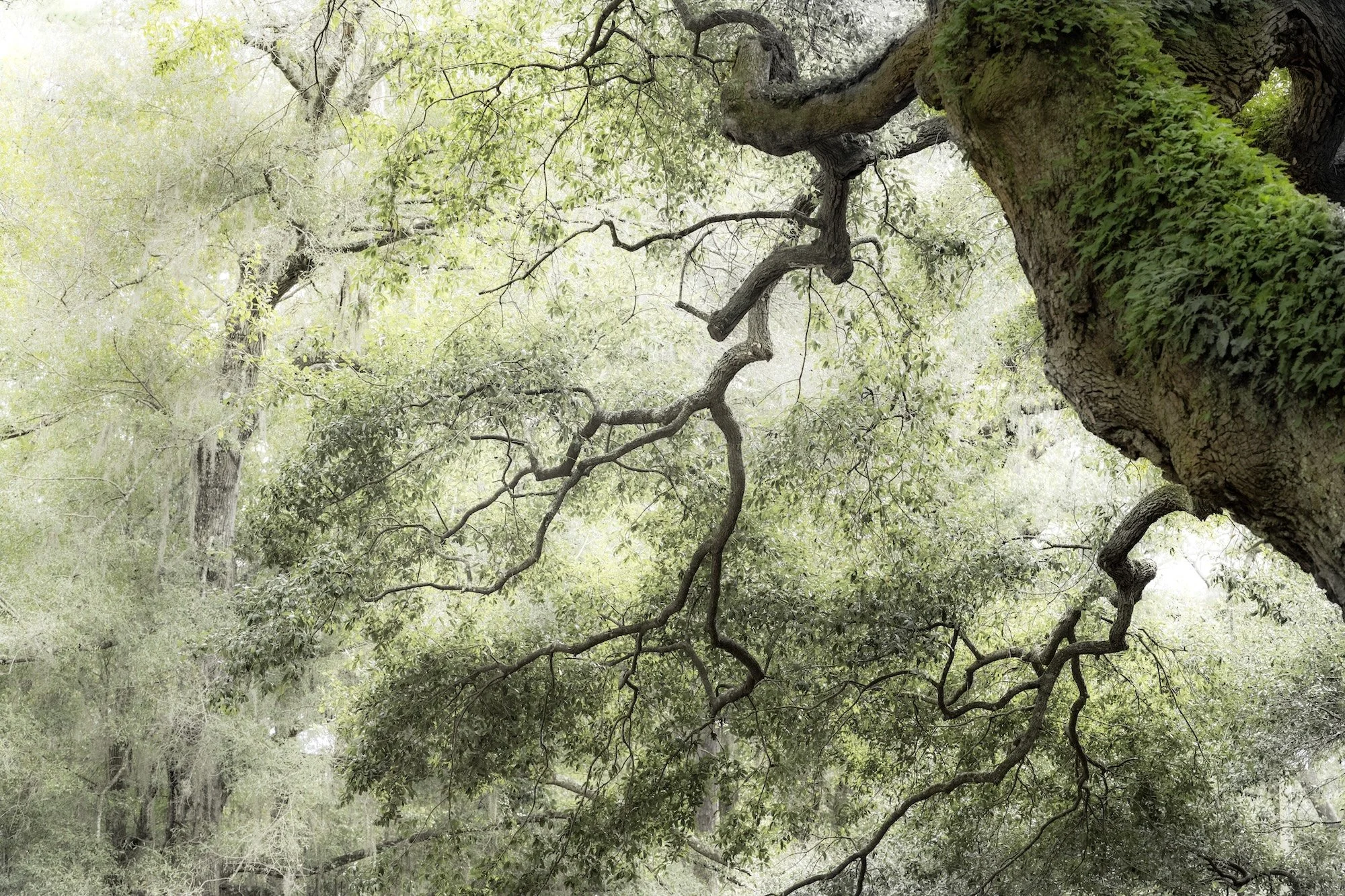 AHFA Angel Oak.jpg