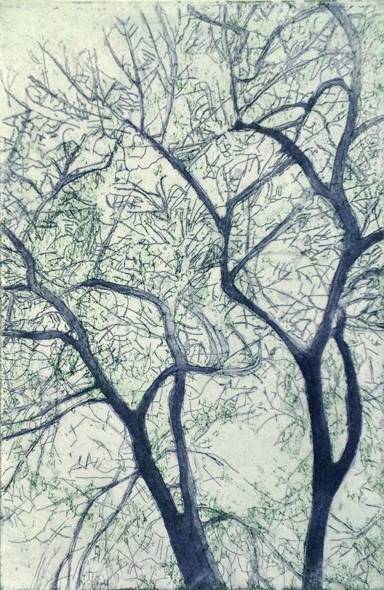 4 American Elm II.jpeg