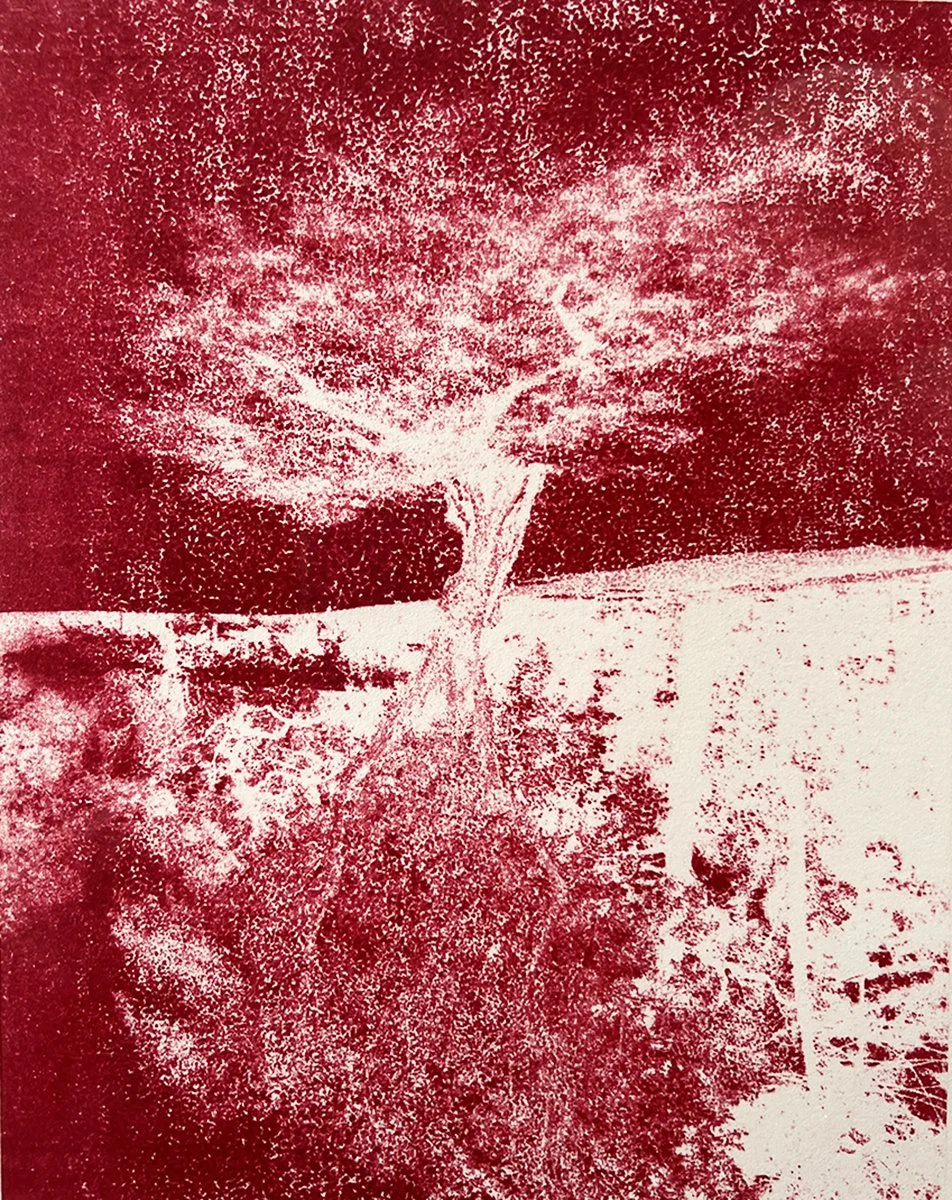 Mary D. Ott - 2026-01-06 22.42.48 - Olive Tree, Portugal.jpg