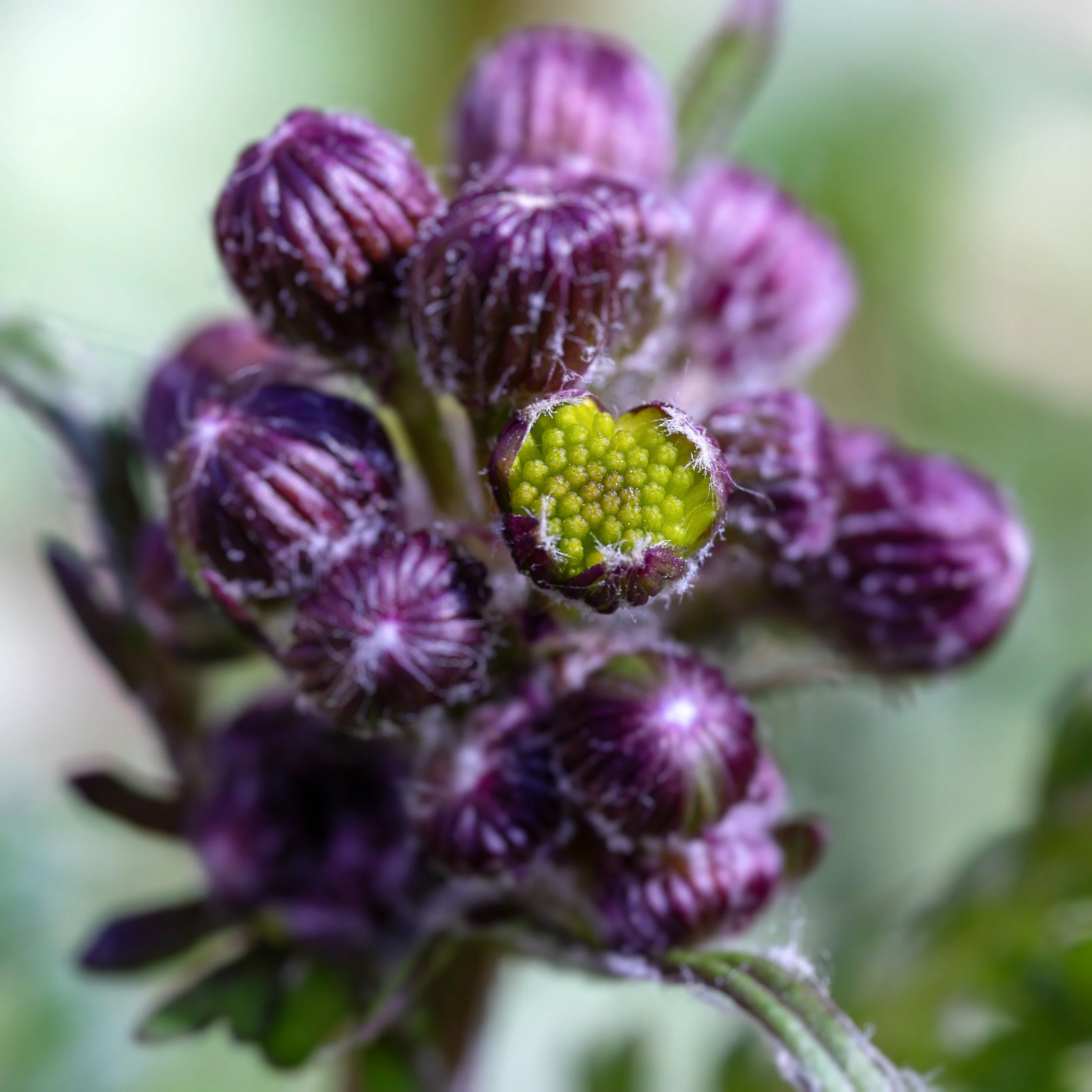 AHFA Purple Thistle _FUS.jpg