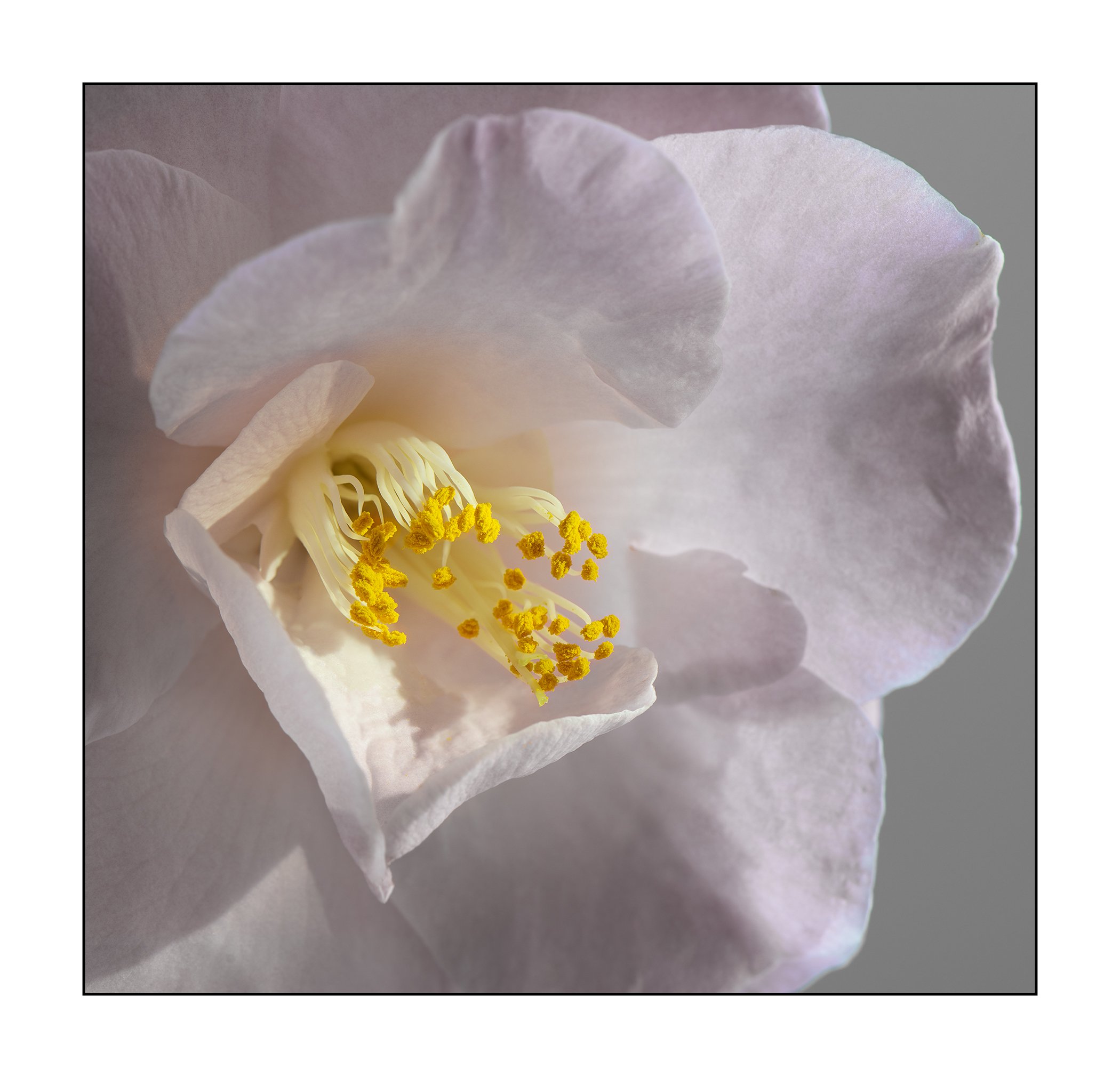 Anice Hoachlander Hoachlander,A Winter Rose_03.jpg