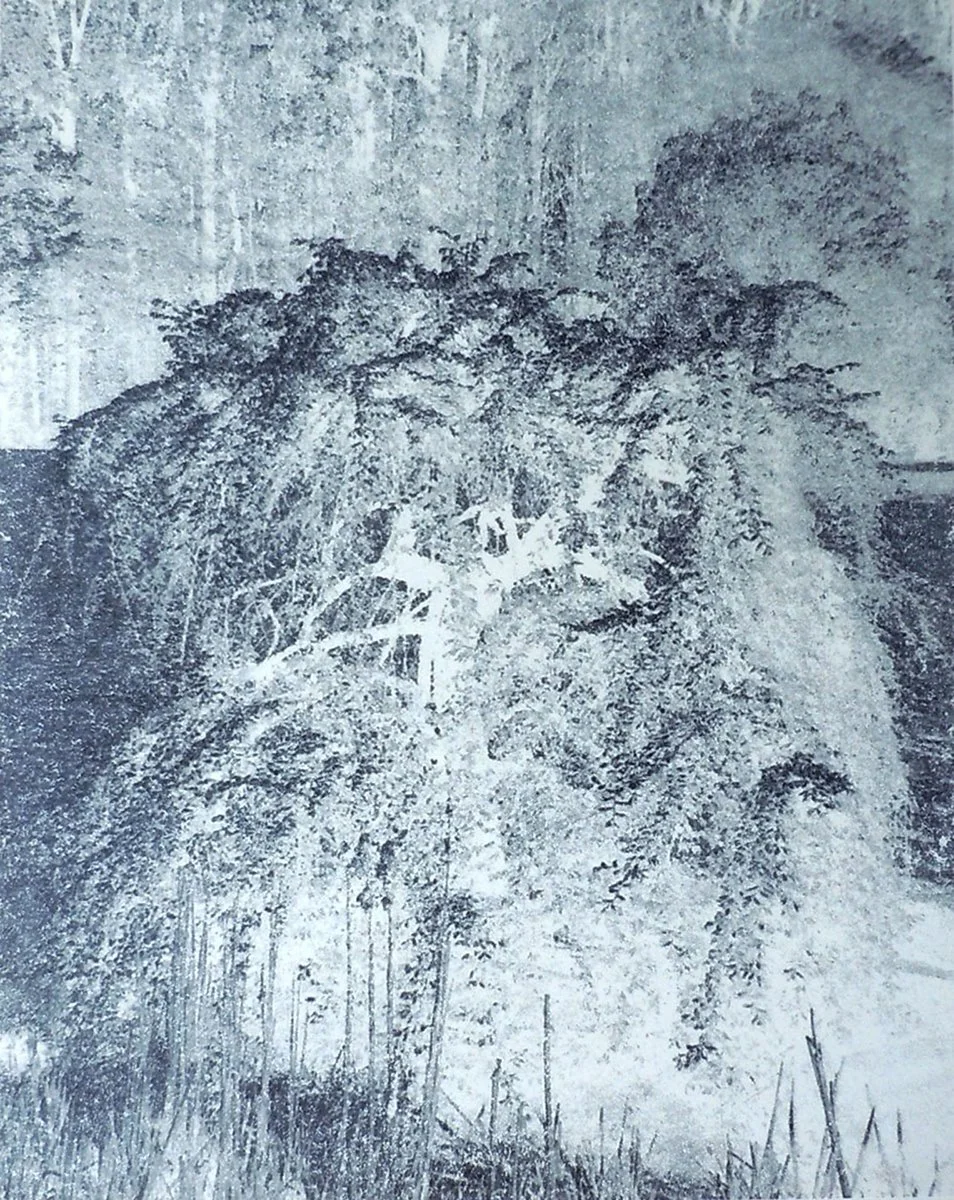 Mary D. Ott - Winged Elm.jpg