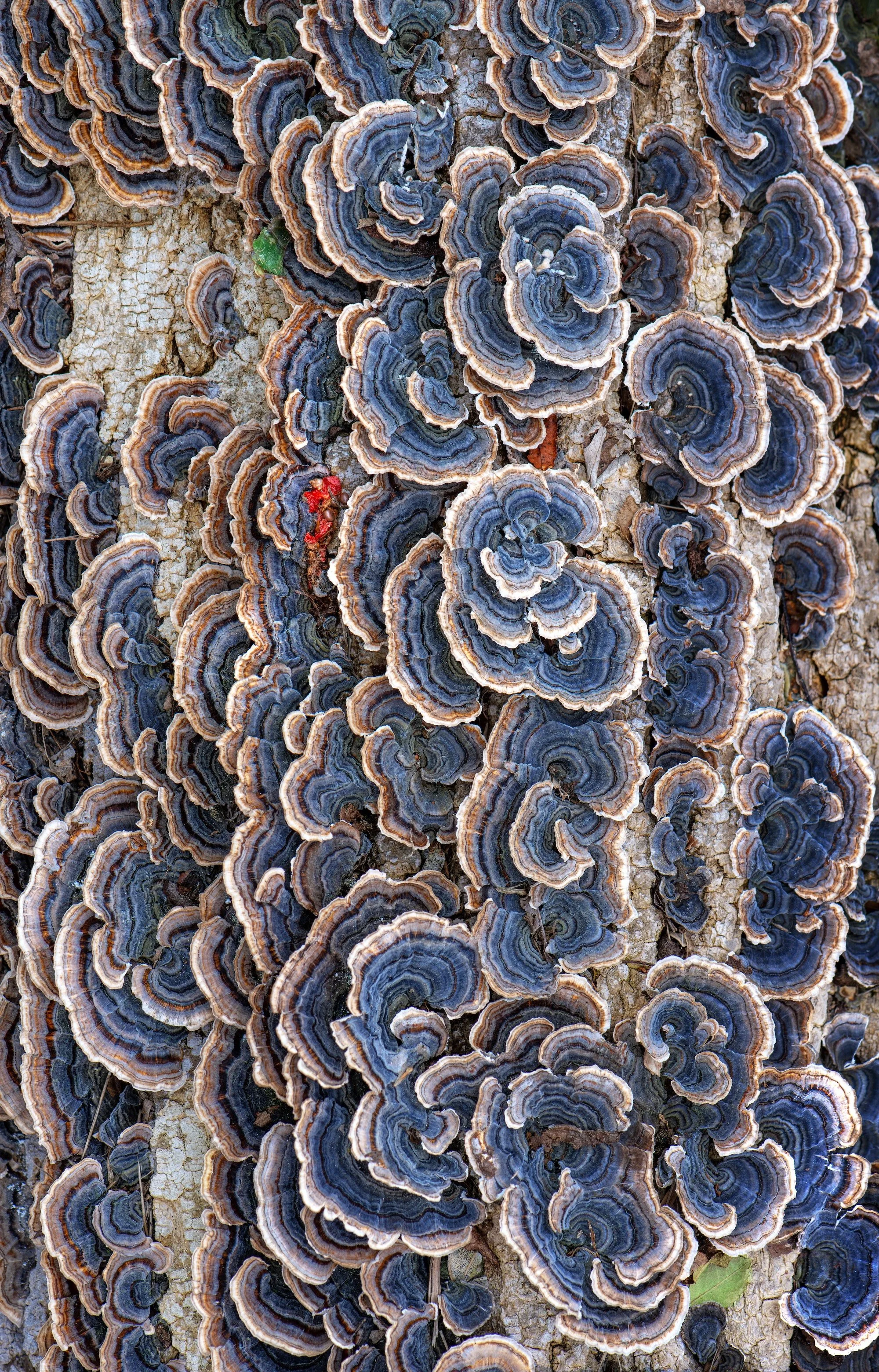 AHFA_Resilience and Adaptability_20x30 FS_Bayphoto copy.jpg