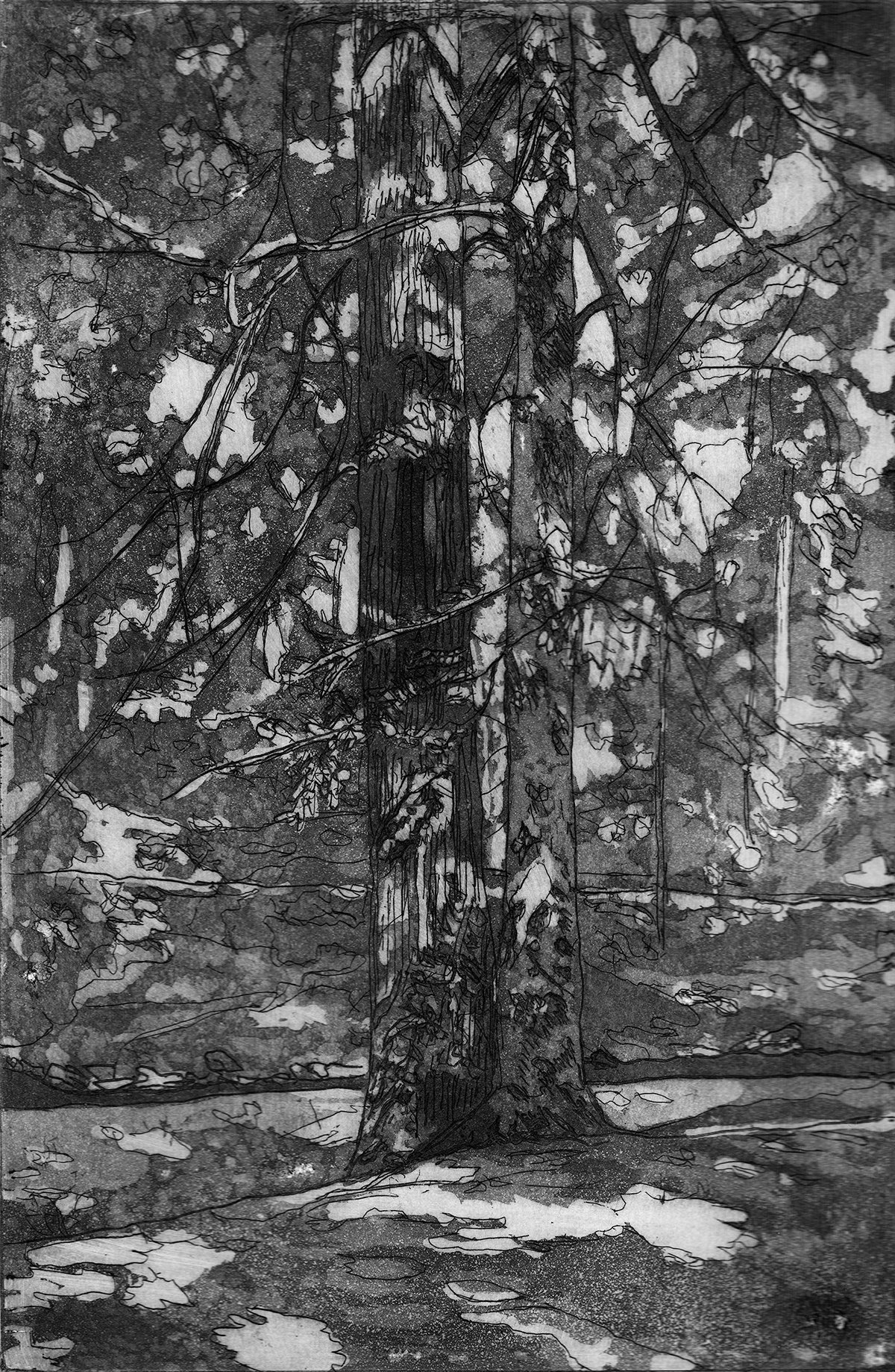 Tulip and Beech Trees II #3-7 Mary D. Ott.jpg
