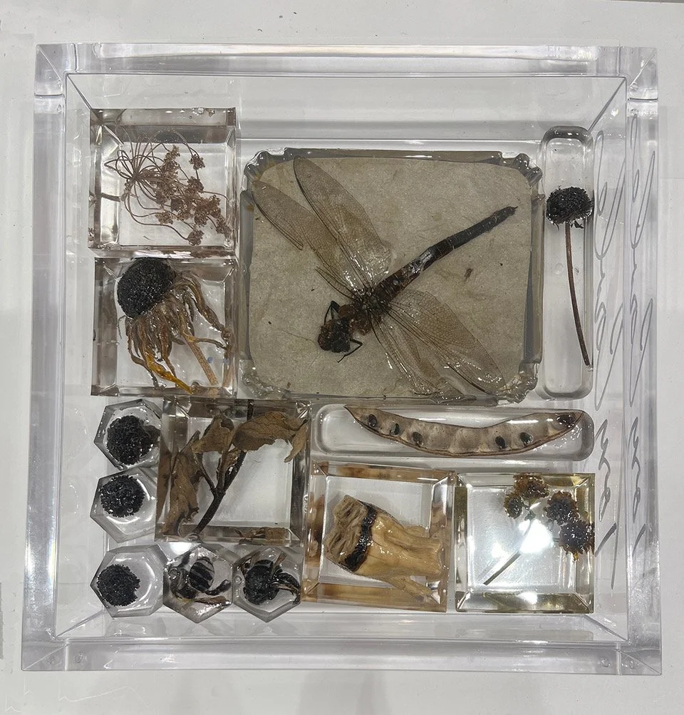 S1344 Dragonfly box 200P.jpeg