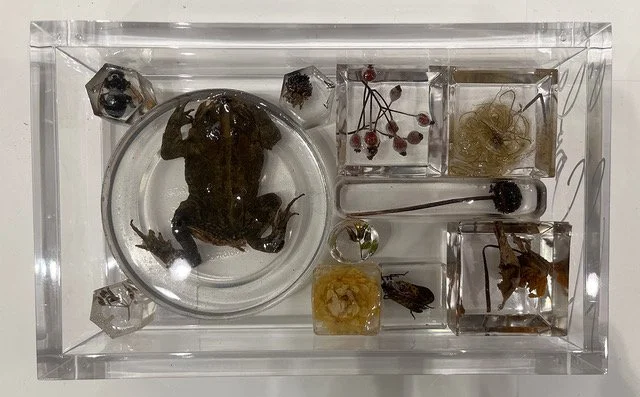 S1343 Swimming frog box 200p.jpeg