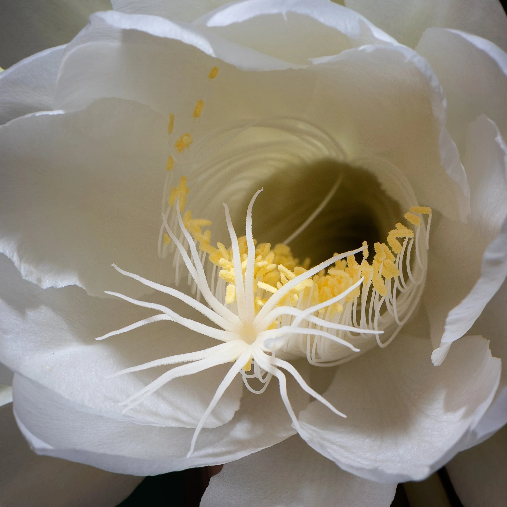AHFA Moonflower.jpg