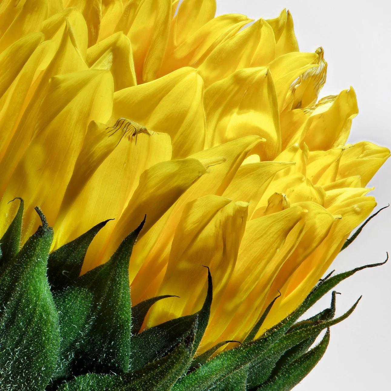 Hoachlander_MightySunflower Anice Hoachlander.jpg