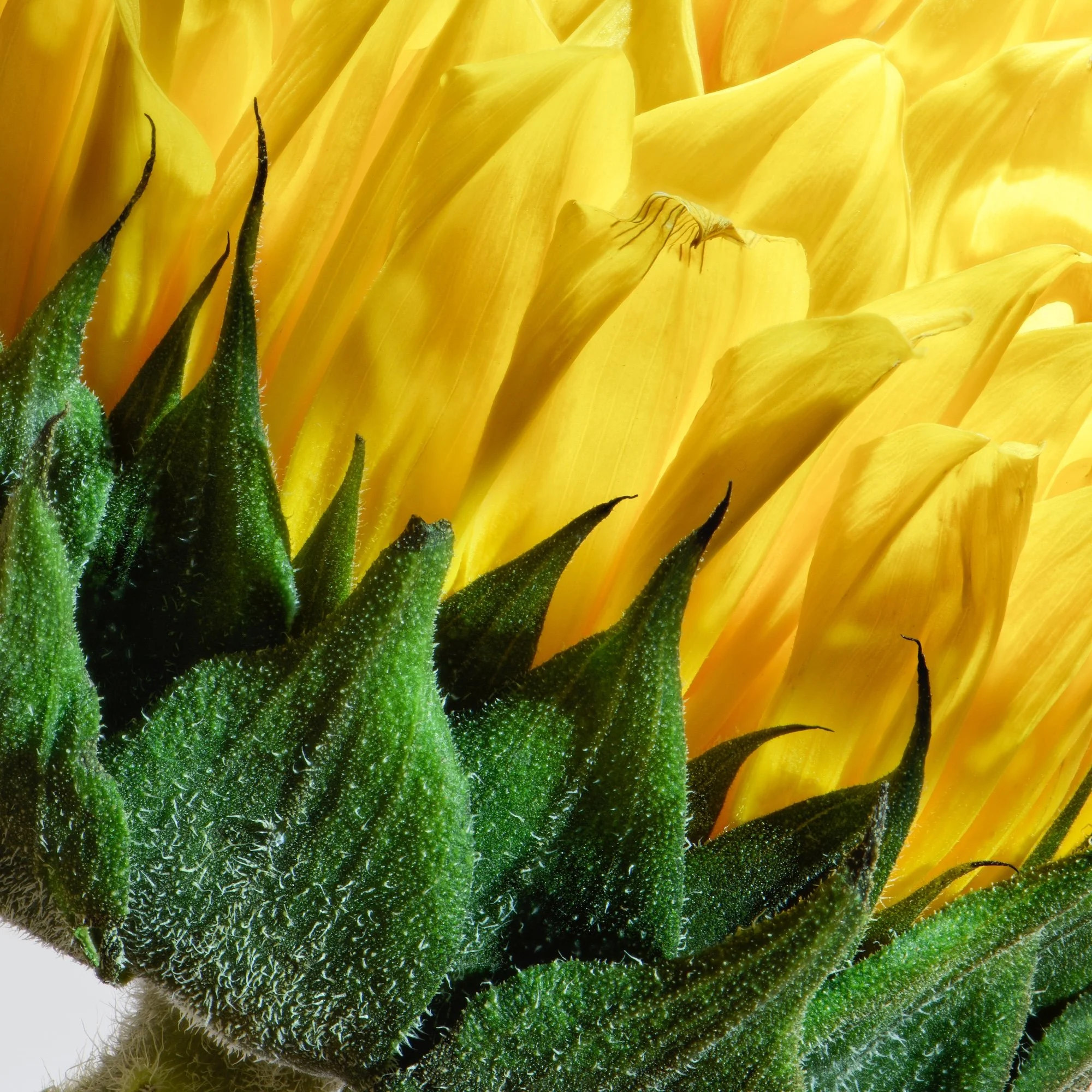 AHFA Mighty Sunflower.jpg