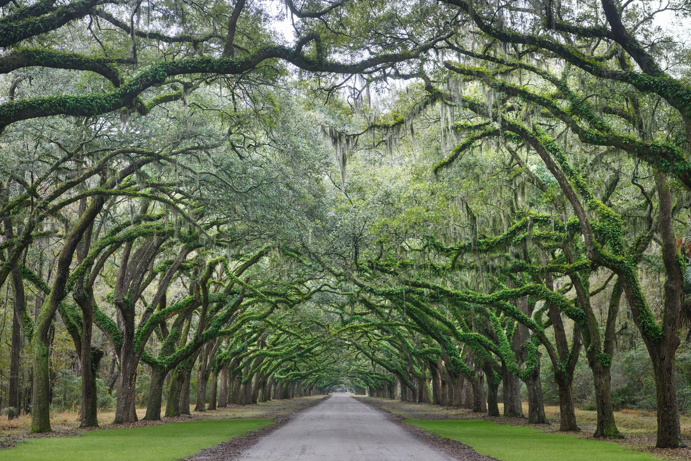 AniceHoachlander_Allee of Trees,Wormsloe Plantation HD Photo.jpg