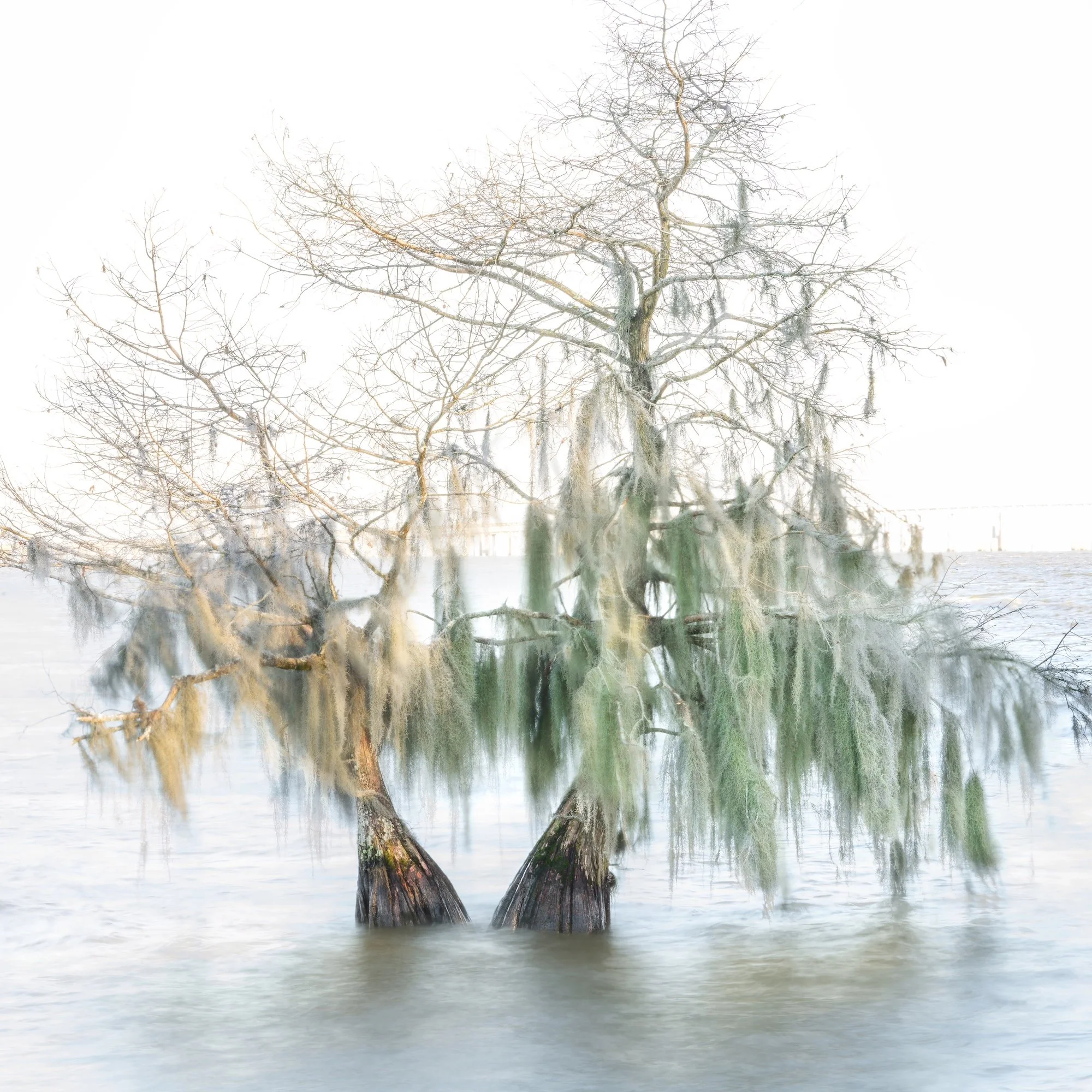 AHFA Lone Cypress, Lake Marion.jpg