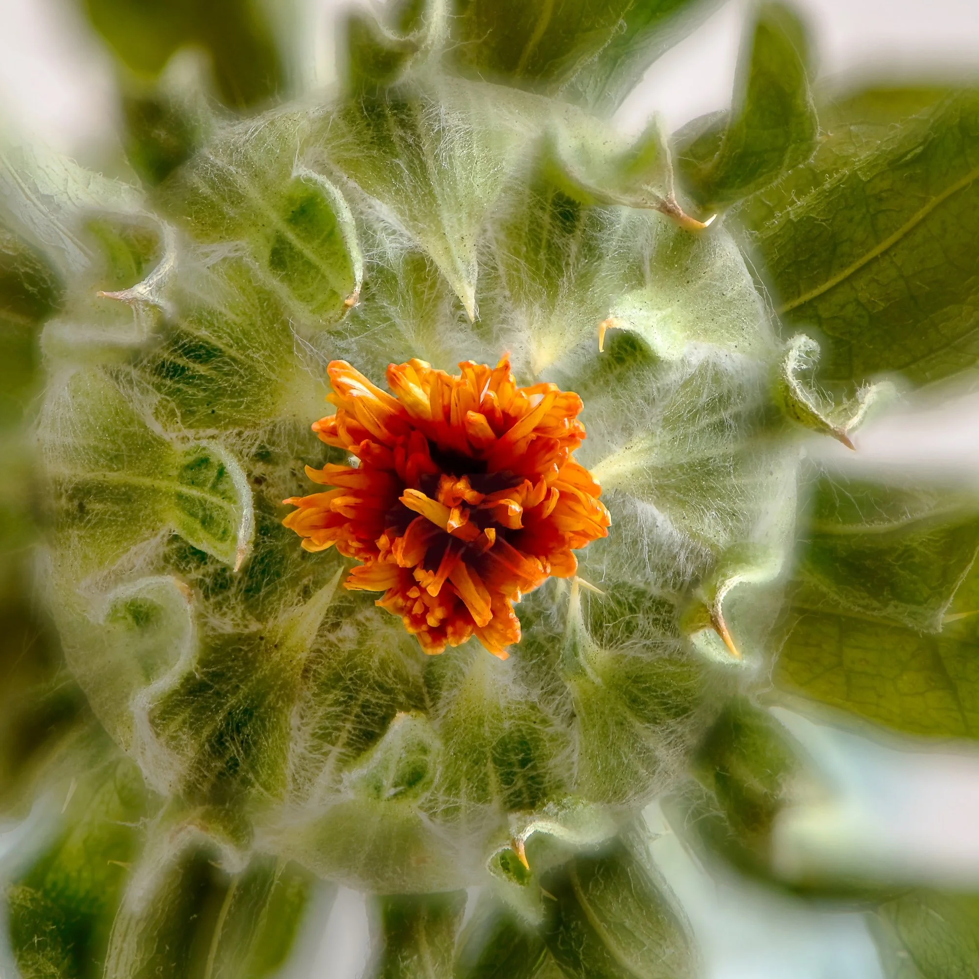 AHFA_Thistle Emerging.jpg