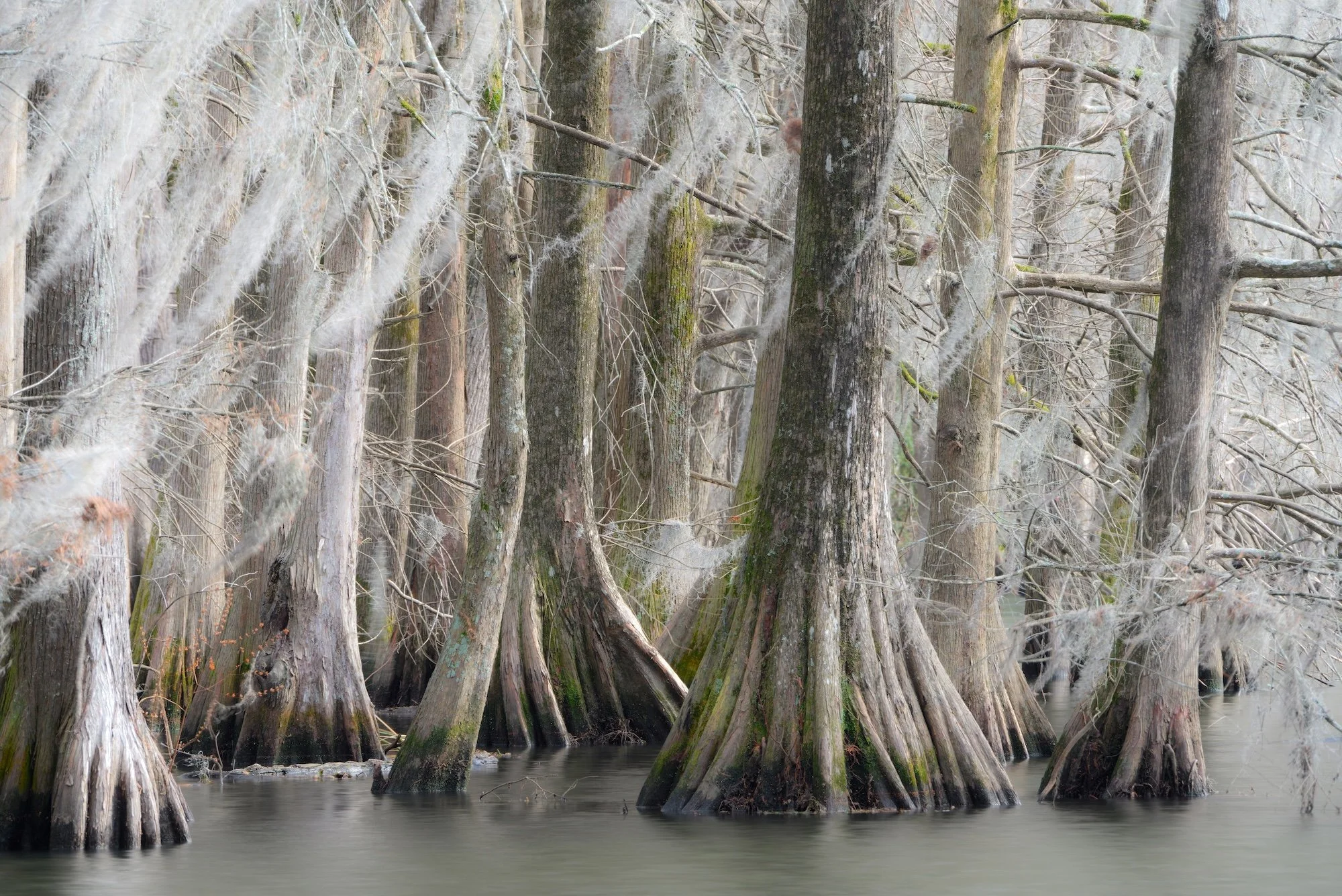 AHFA Cypress Grove, Lake Marion.jpg