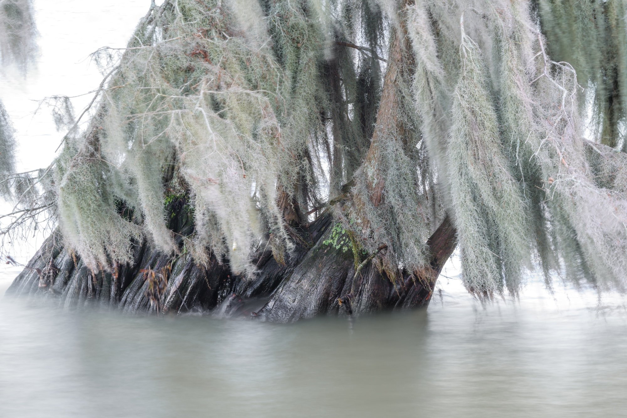 AHFA Spanish Moss.jpg