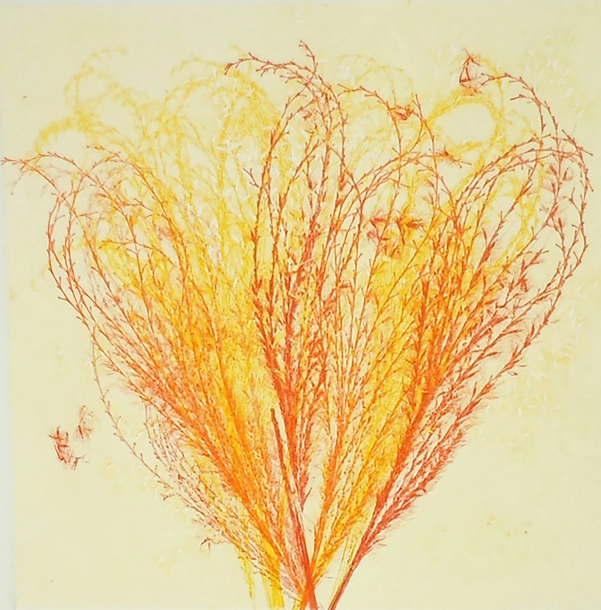 Mary D. Ott - Bouquet of Grasses LXVI.jpg