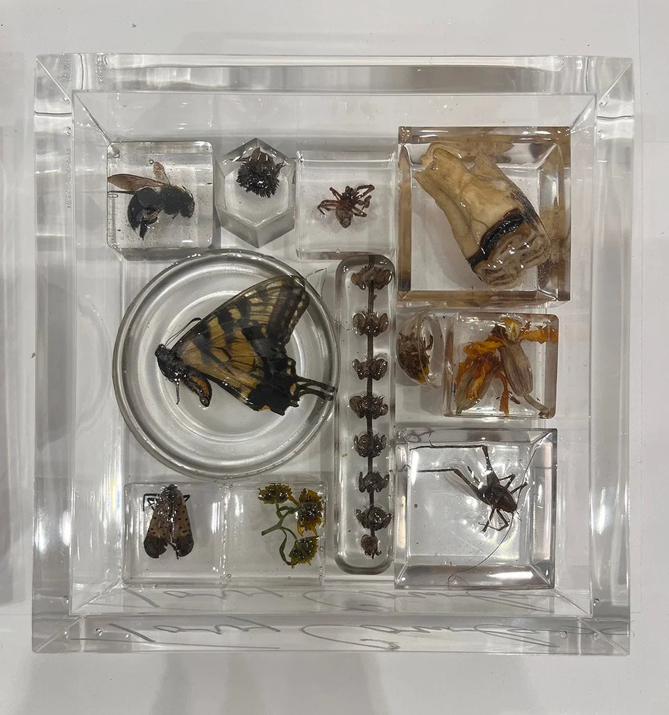 Butterfly box 200p.jpeg