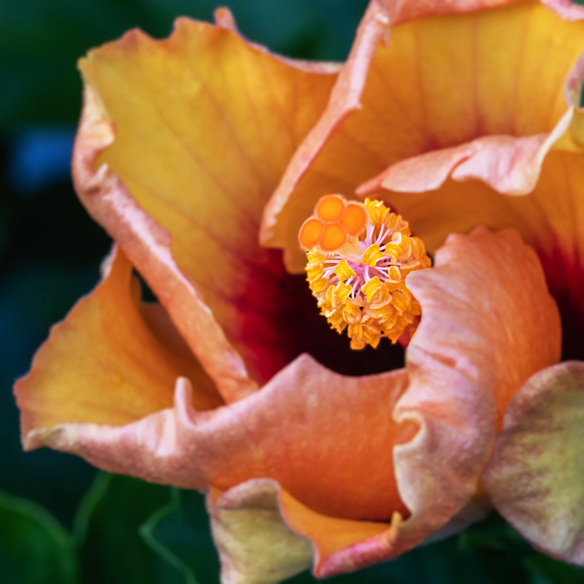 AHFA Hibiscus Unfurling.jpg