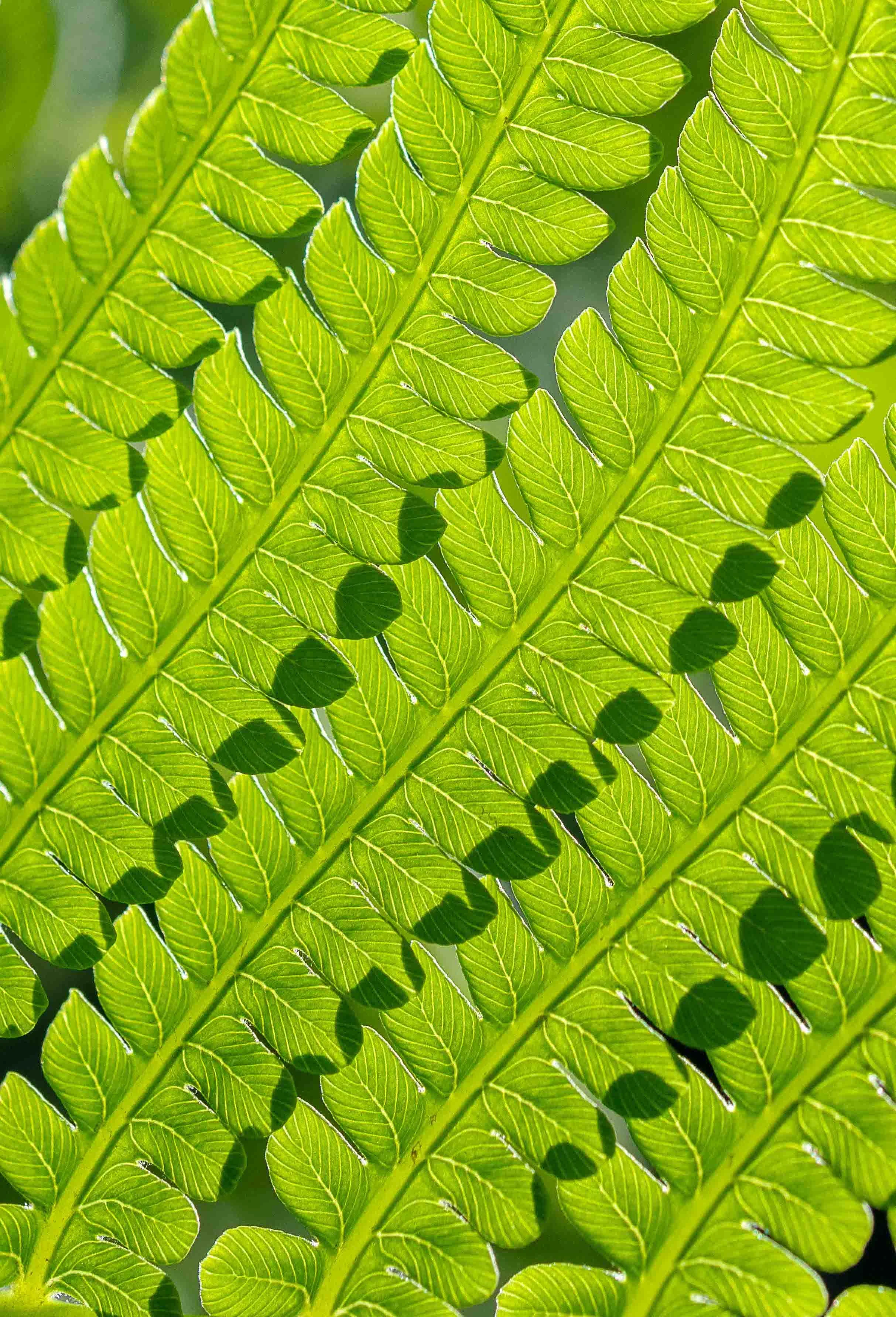 Fern Anice Hoachlander.jpg