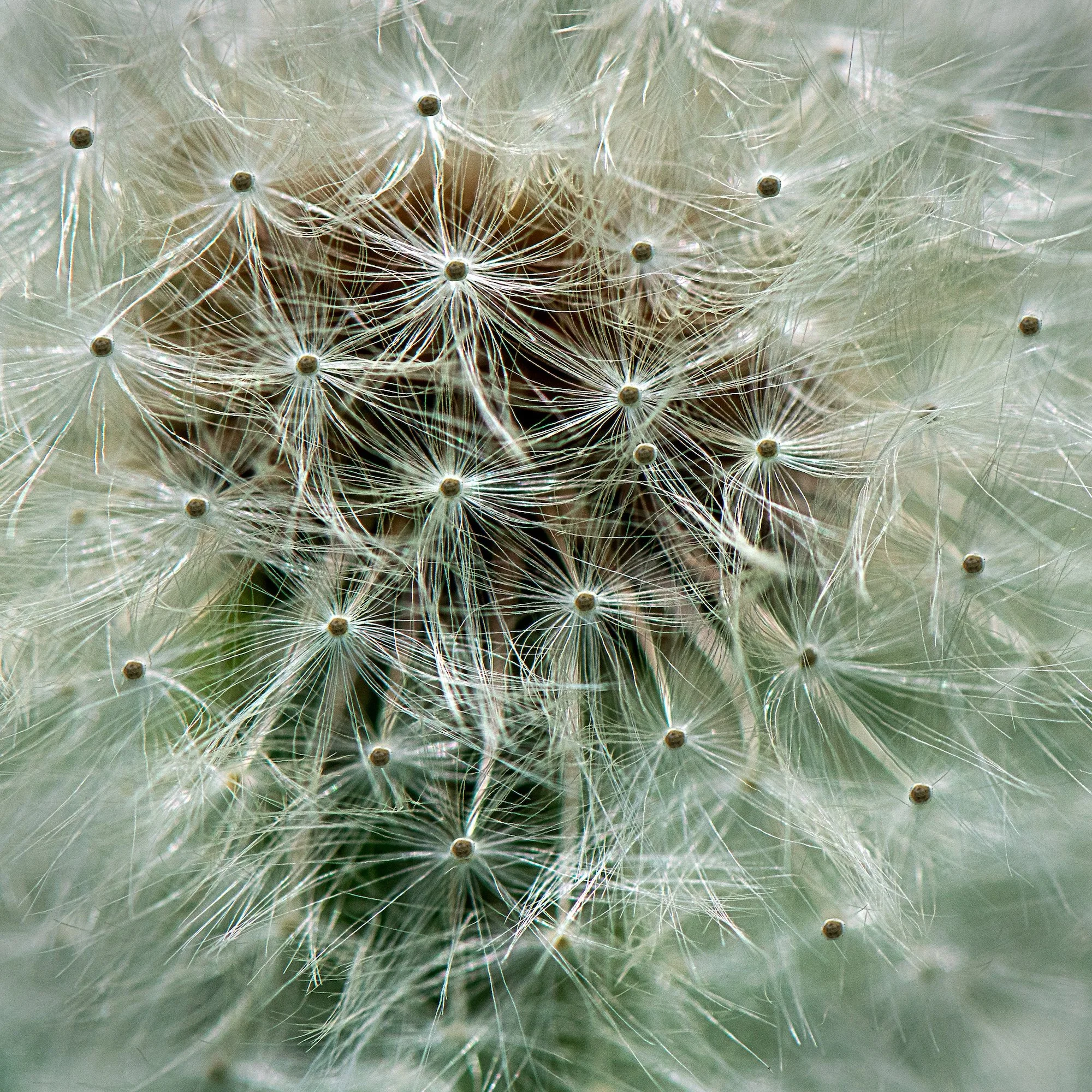 AHFA Dandelion Puff.jpg