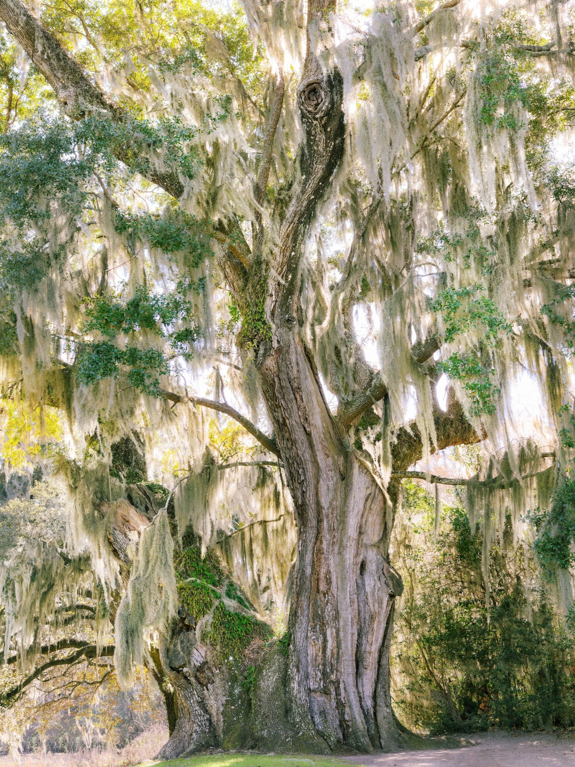 AHFA_Witness to Time, Middleton Gardens.jpg