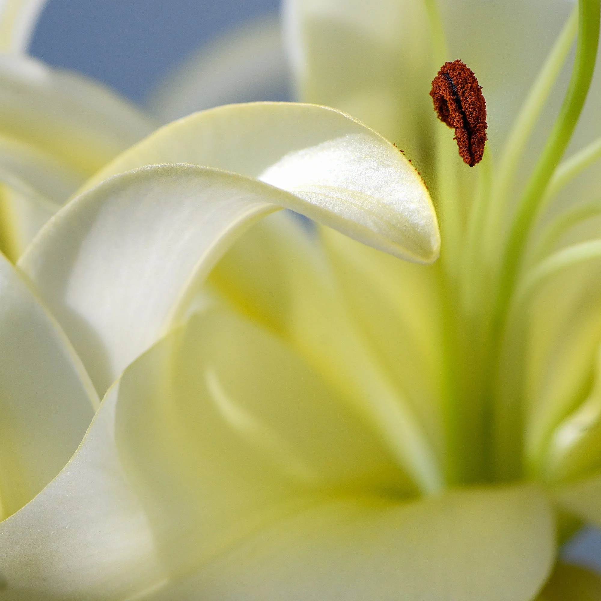 AHFA Calla Lily.jpg