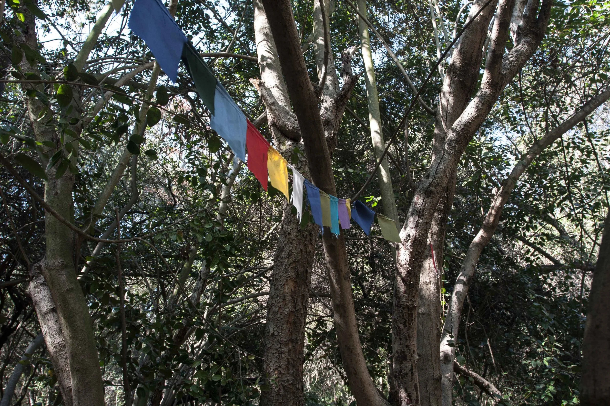 Casa Olmue _Bosque