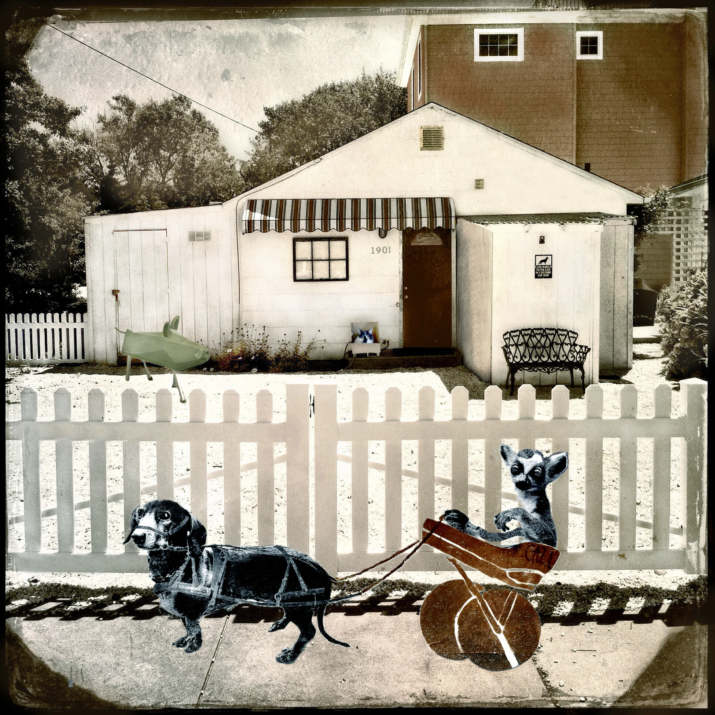 Fast Dog